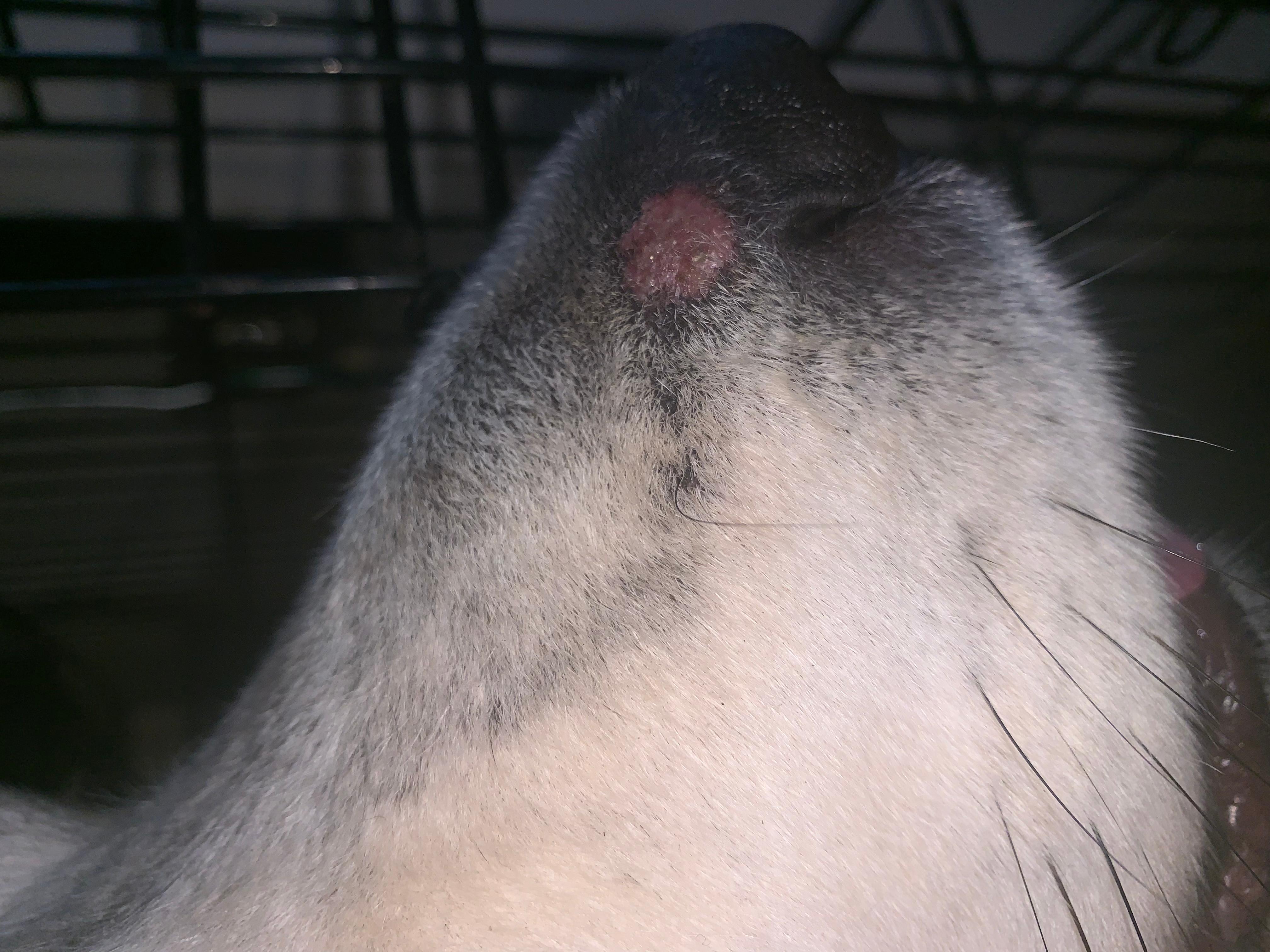 My dog's red muzzle spot: What could this skin growth be? | Petco