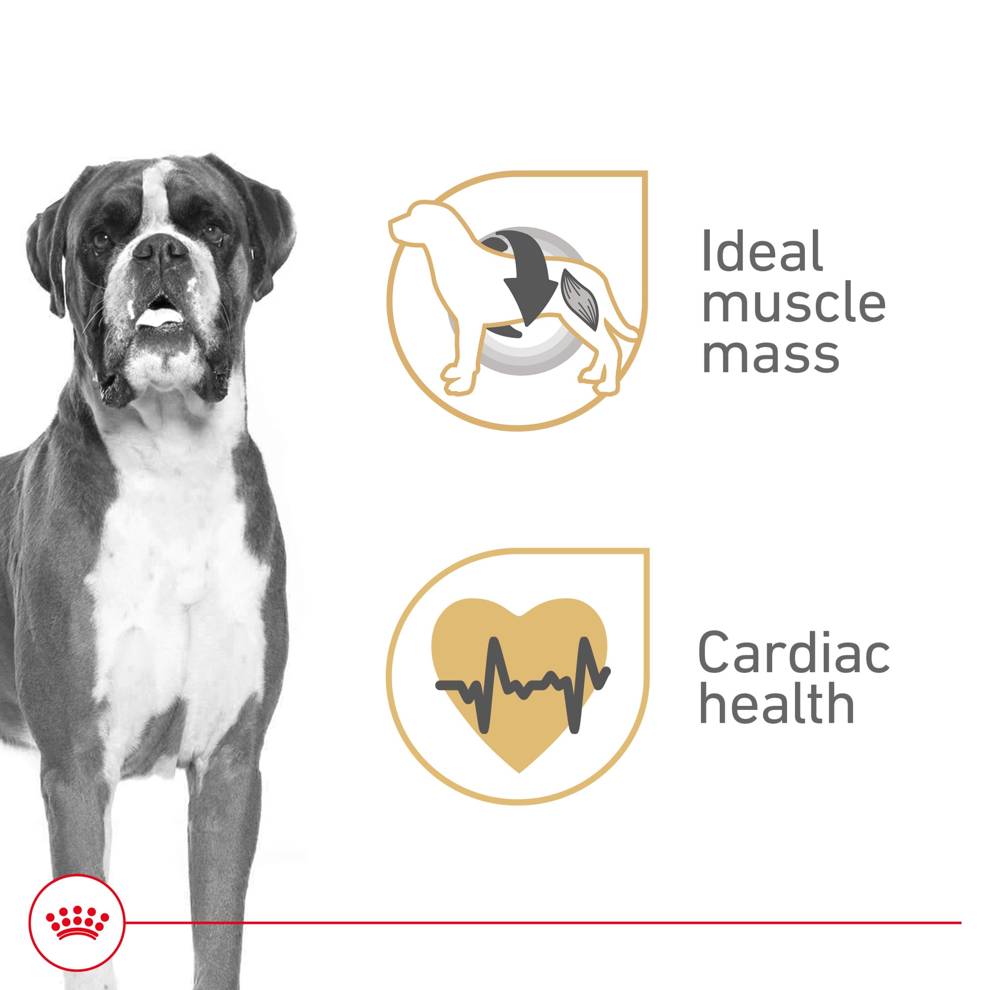 petco royal canin boxer