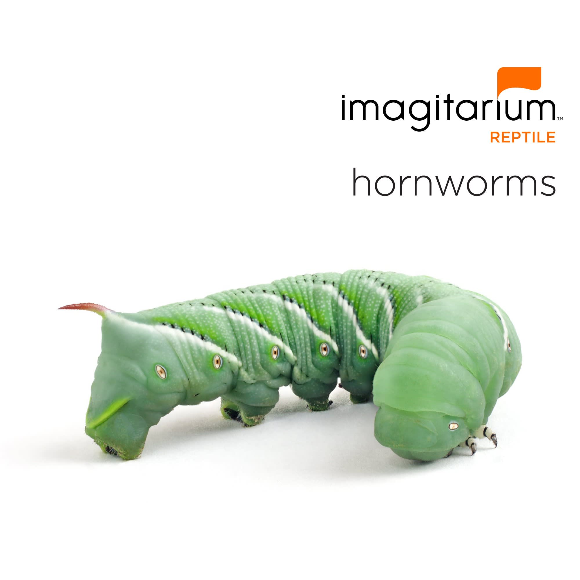 Hornworms Count of 12 Petco