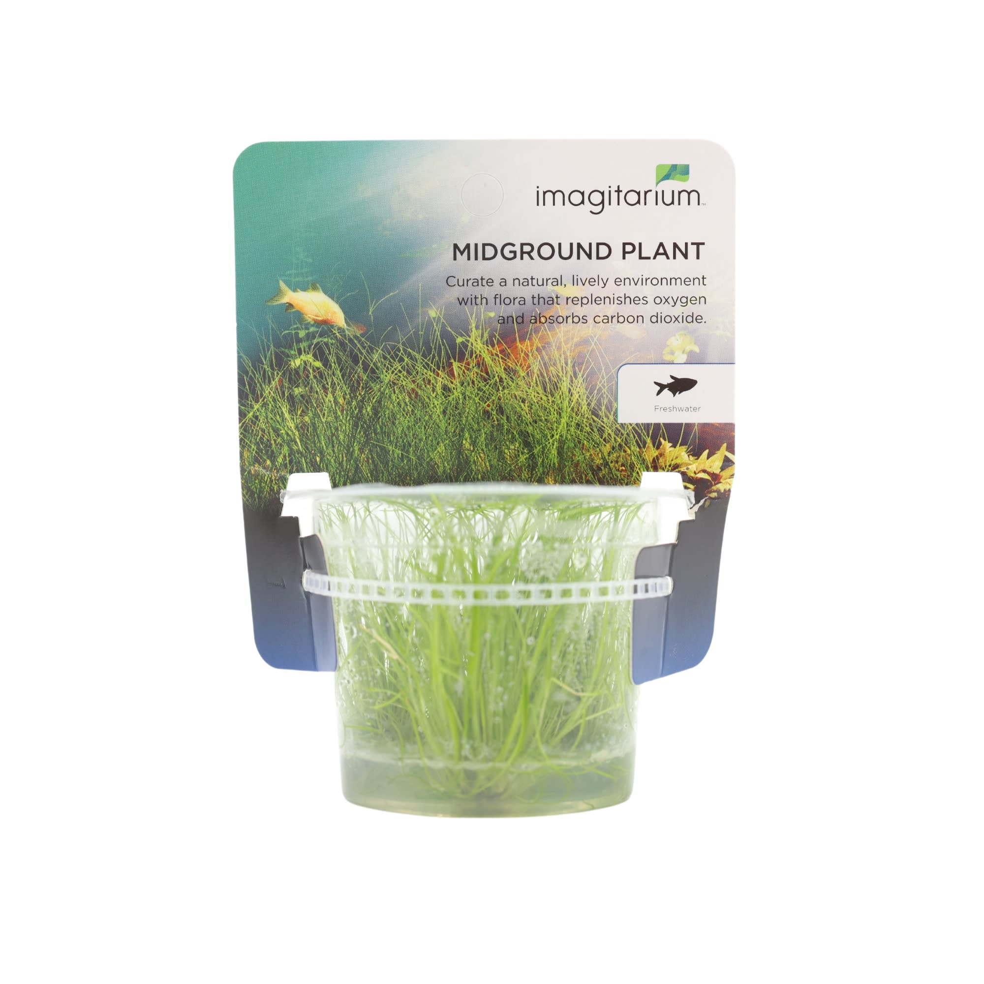 Imagitarium Needle Spikerush Hair Grass & Live Plant