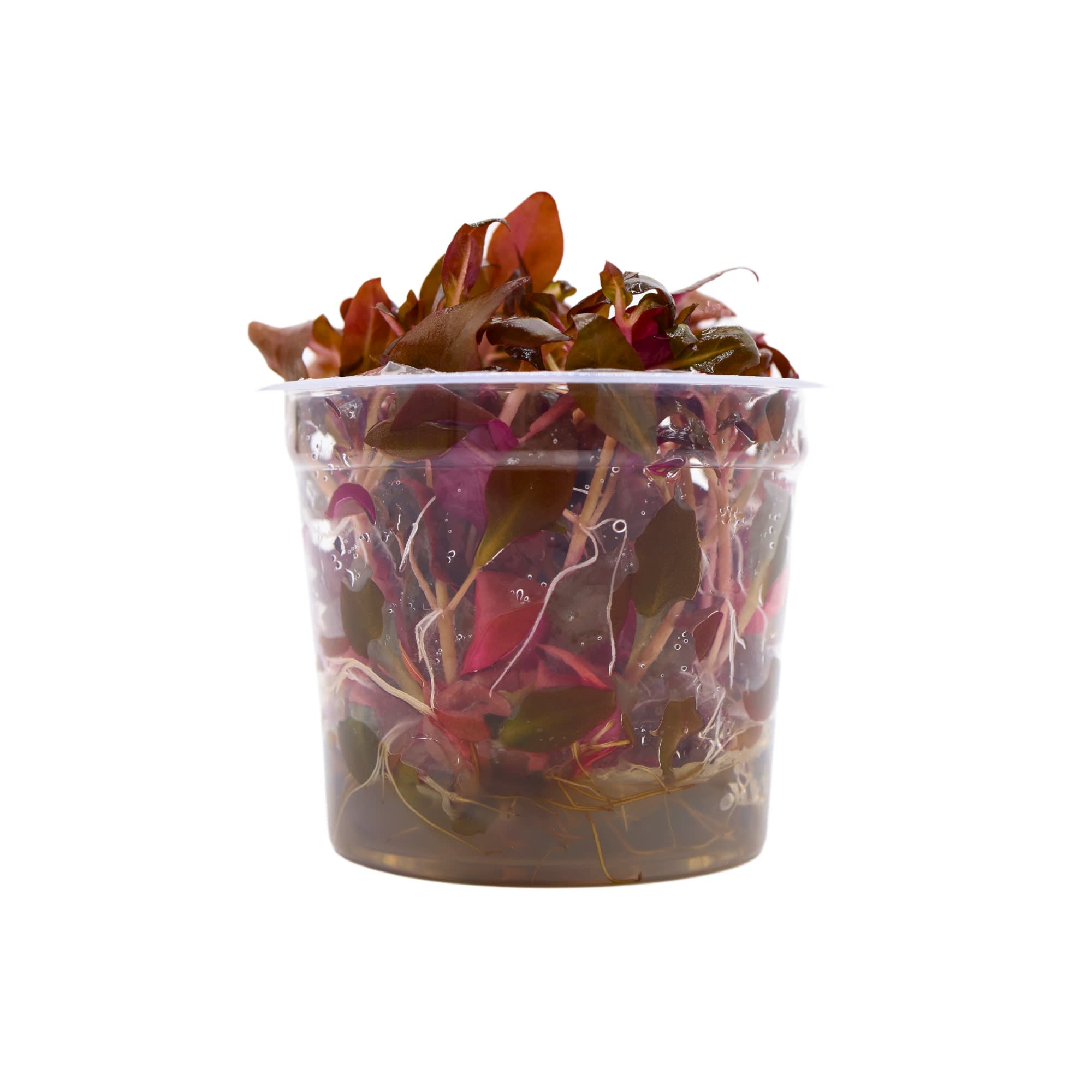 Alternanthera Reineckii Tissue Culture Plant Petco