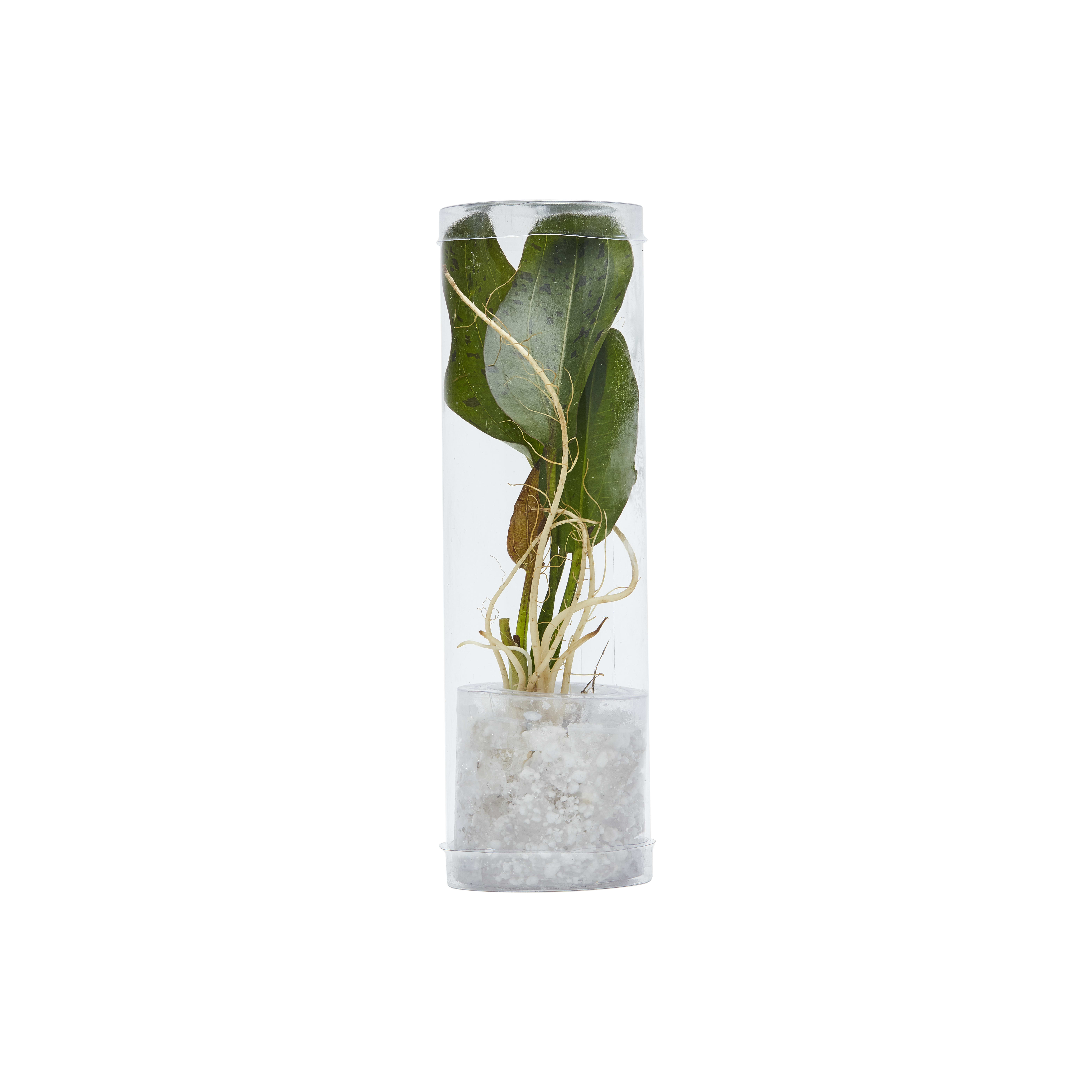 Petco water hot sale plants