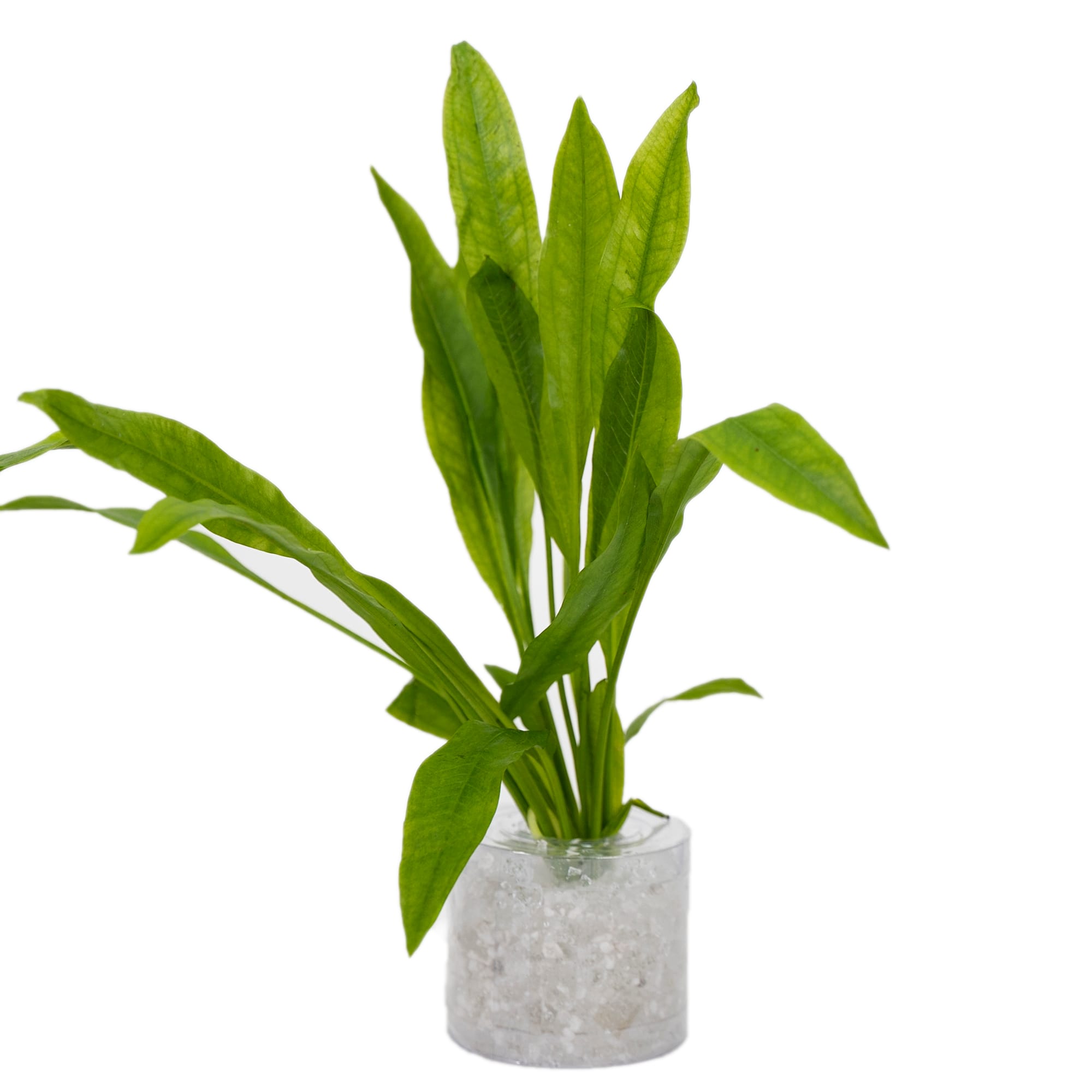 Amazon Sword (Echinodorus sp. “Amazonicus”) – Tube Plant (Petco)