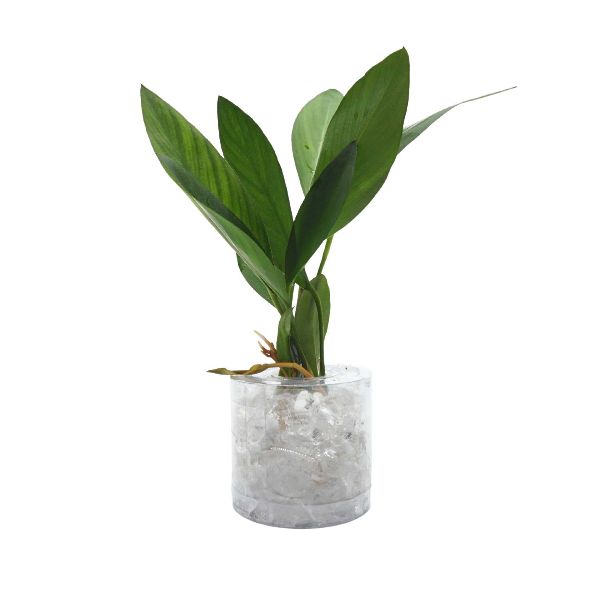 Live Aquarium Plants for Freshwater Aquariums Petco