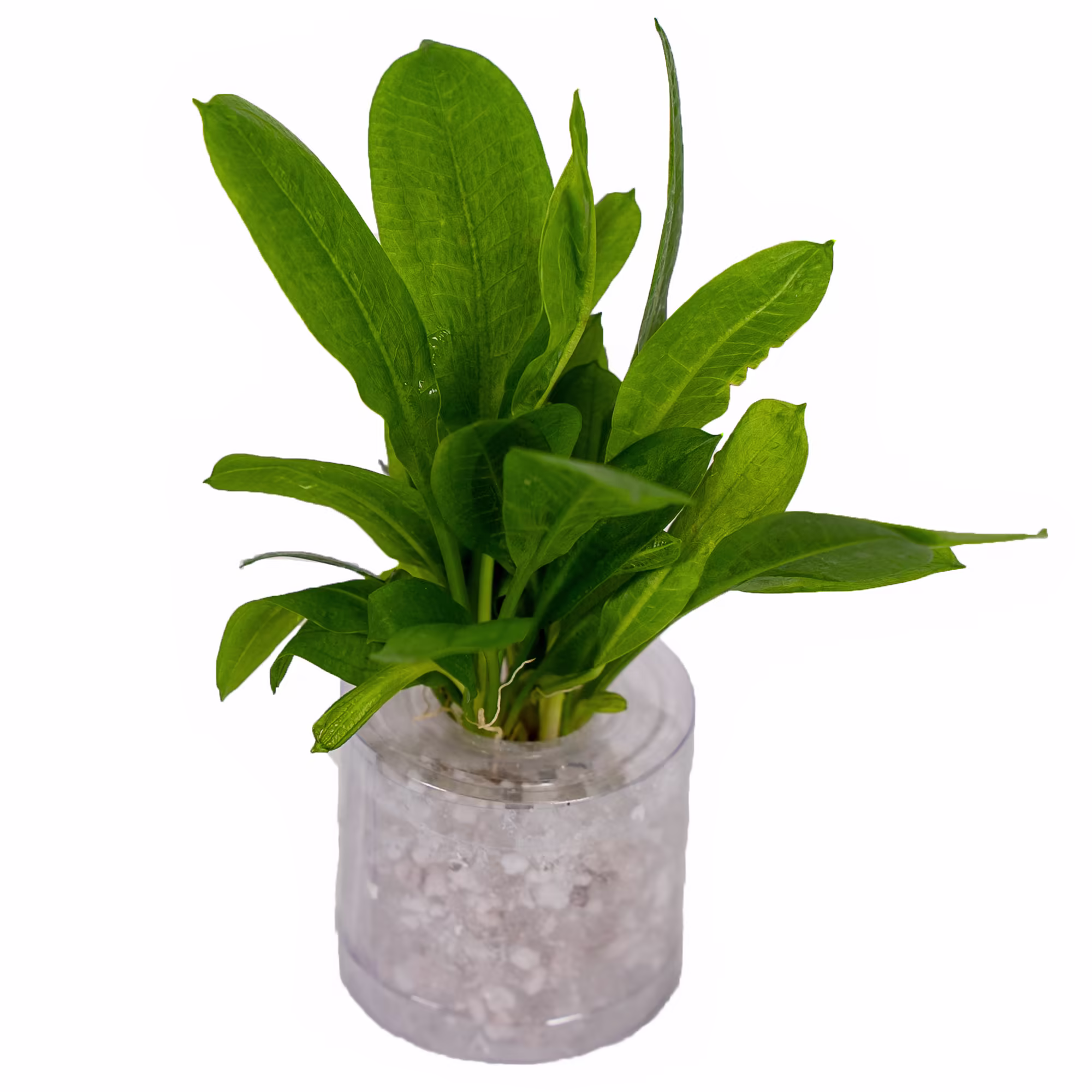 Rosette Sword (Echinodorus parviflorus) Medium Aquarium Tube Plant