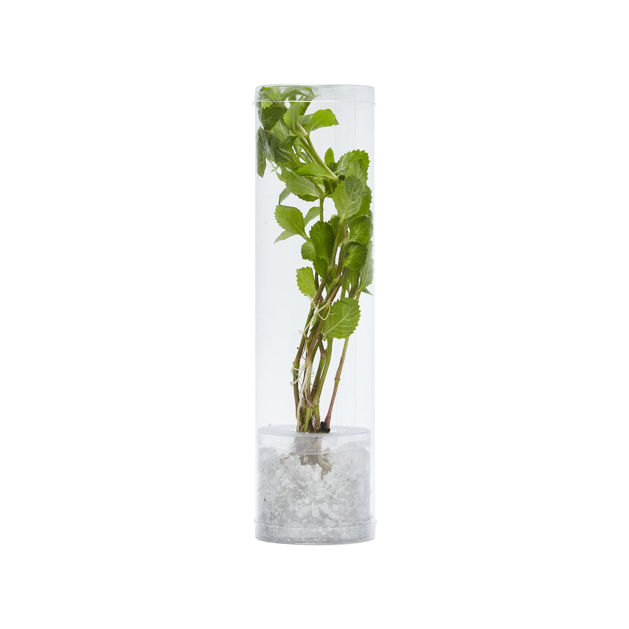 Petco water clearance plants