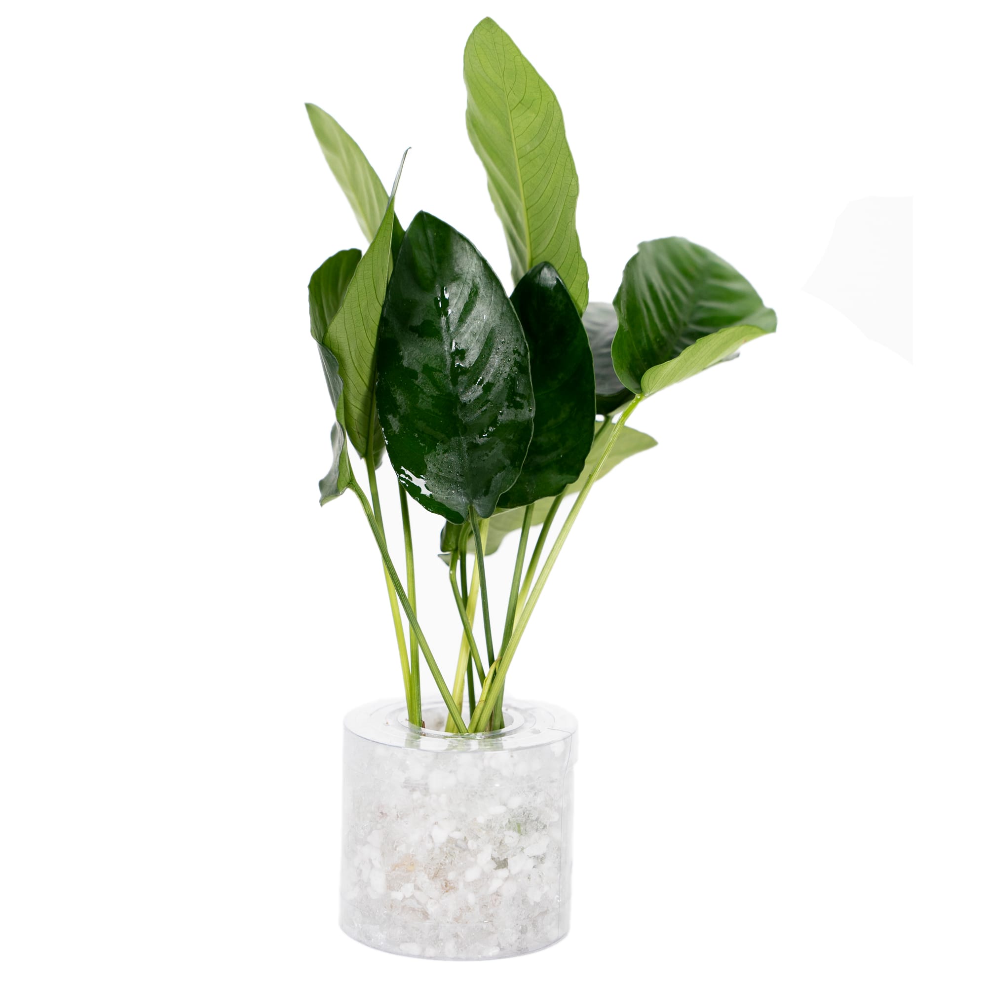 Anubias nana Aquarium Tube Plant Small