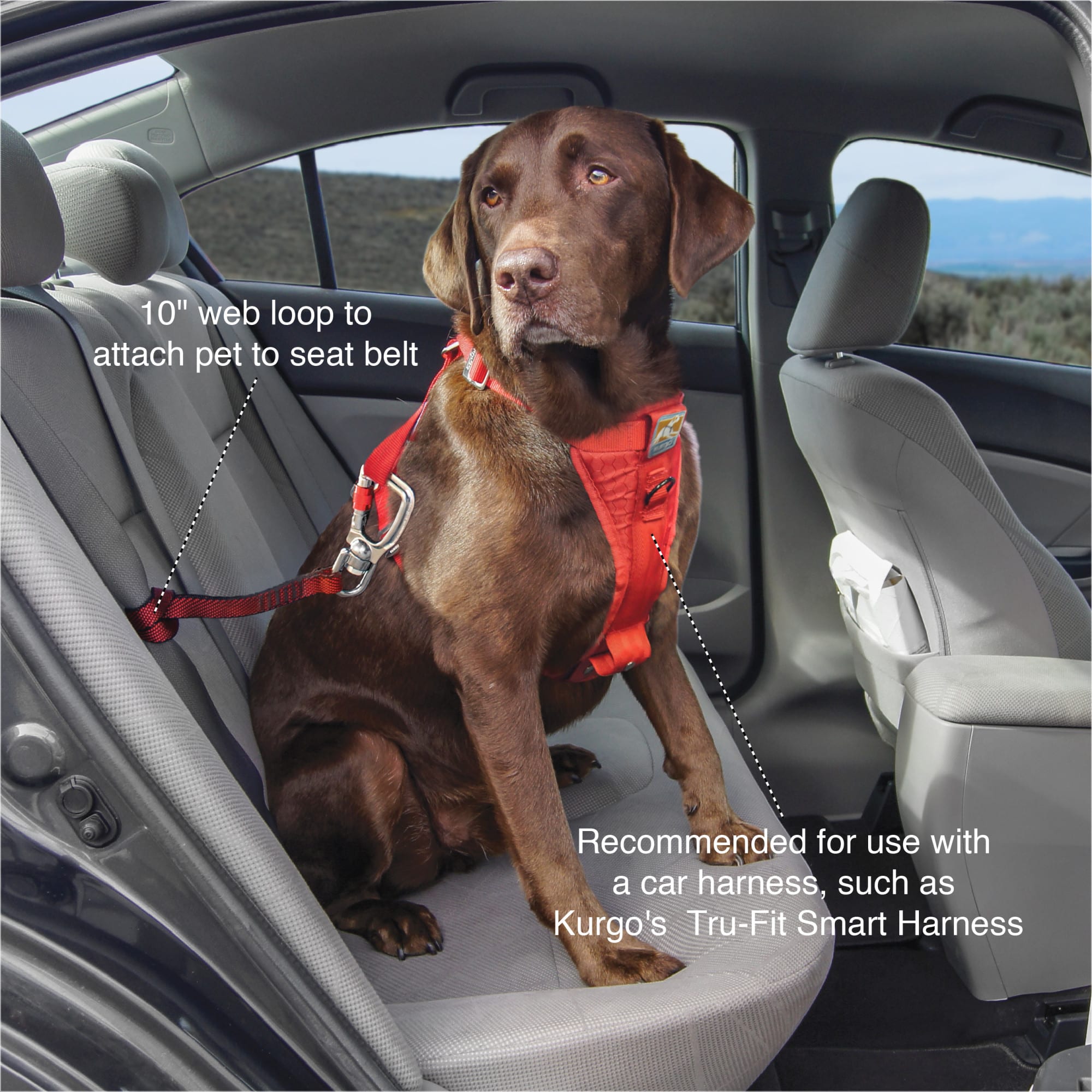 Petco seat belt harness best sale