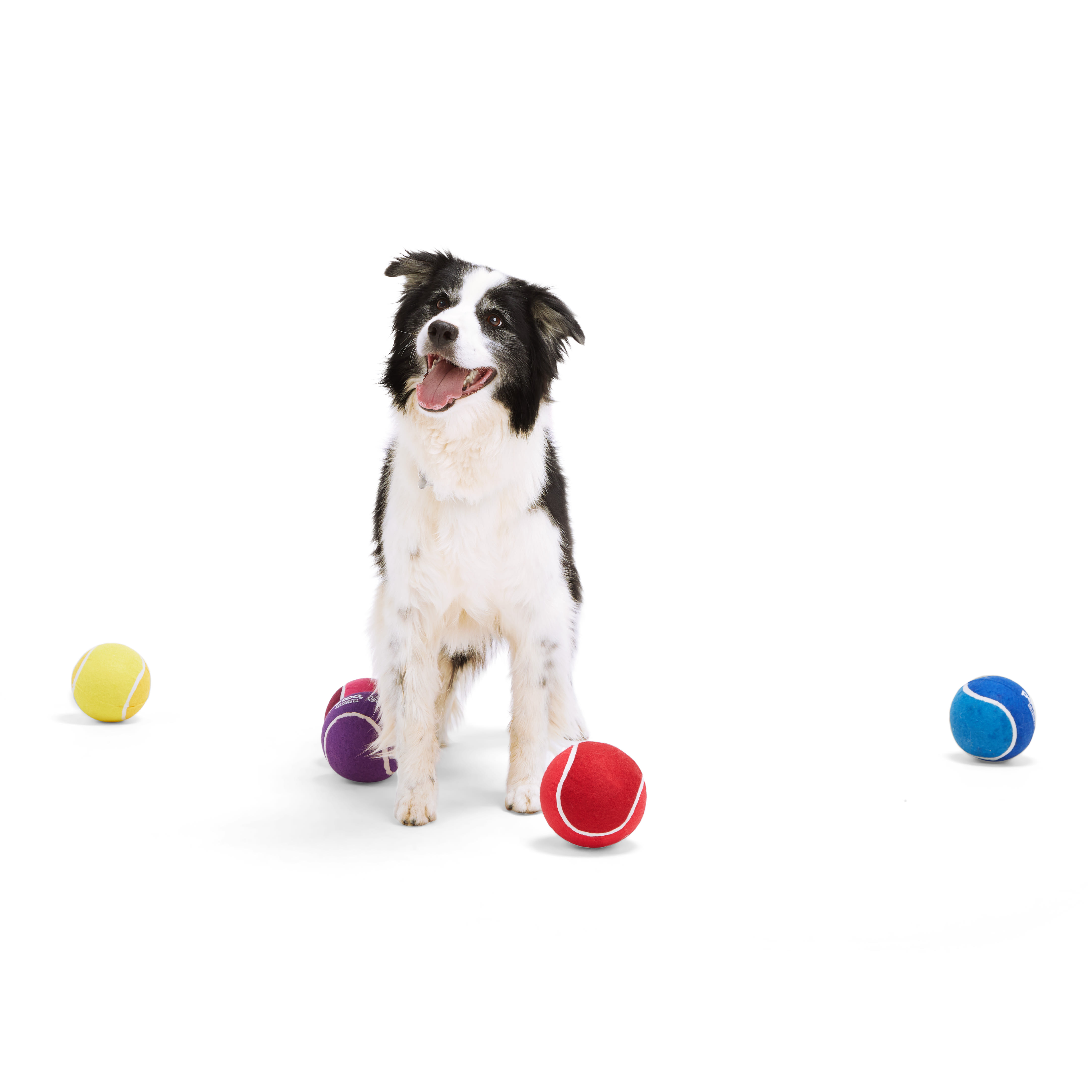 Petco Pelota de Tenis Colores Surtidos para Perro, XX-Grande