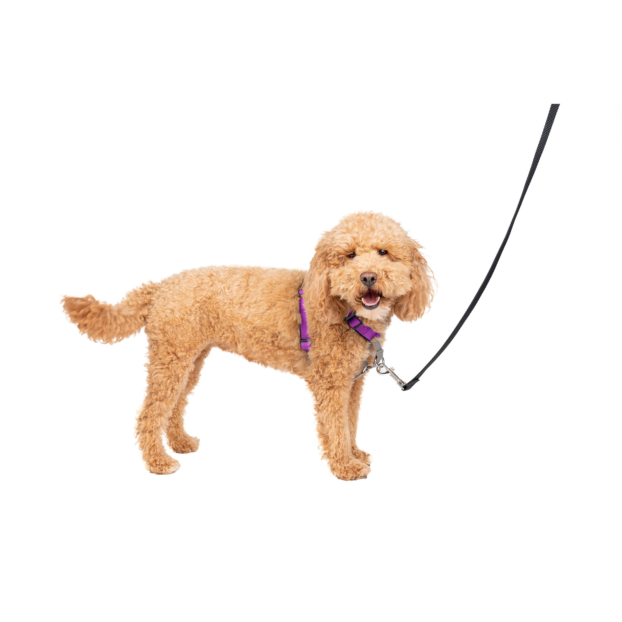 3 in 1 dog harness hotsell