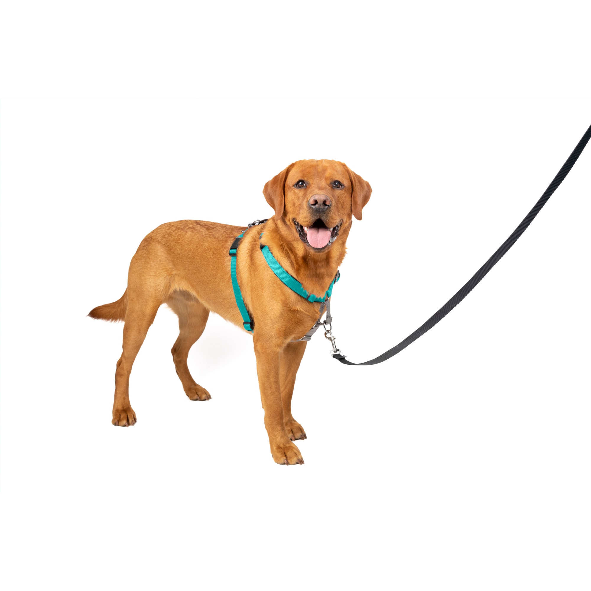 Petsafe three clearance in one harness