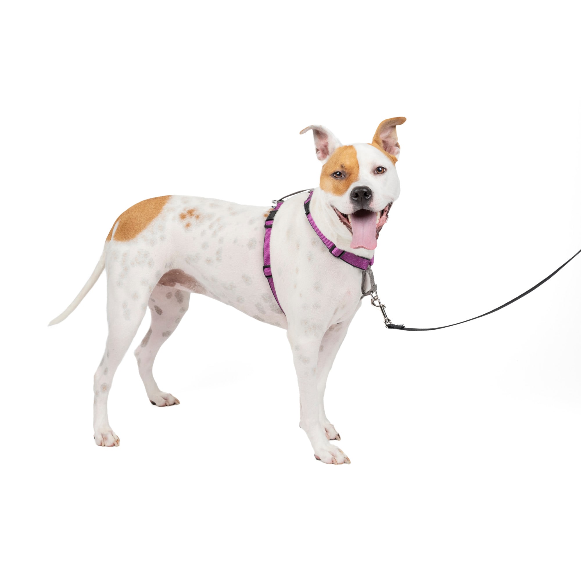 Petco petsafe 3 on sale in 1 harness