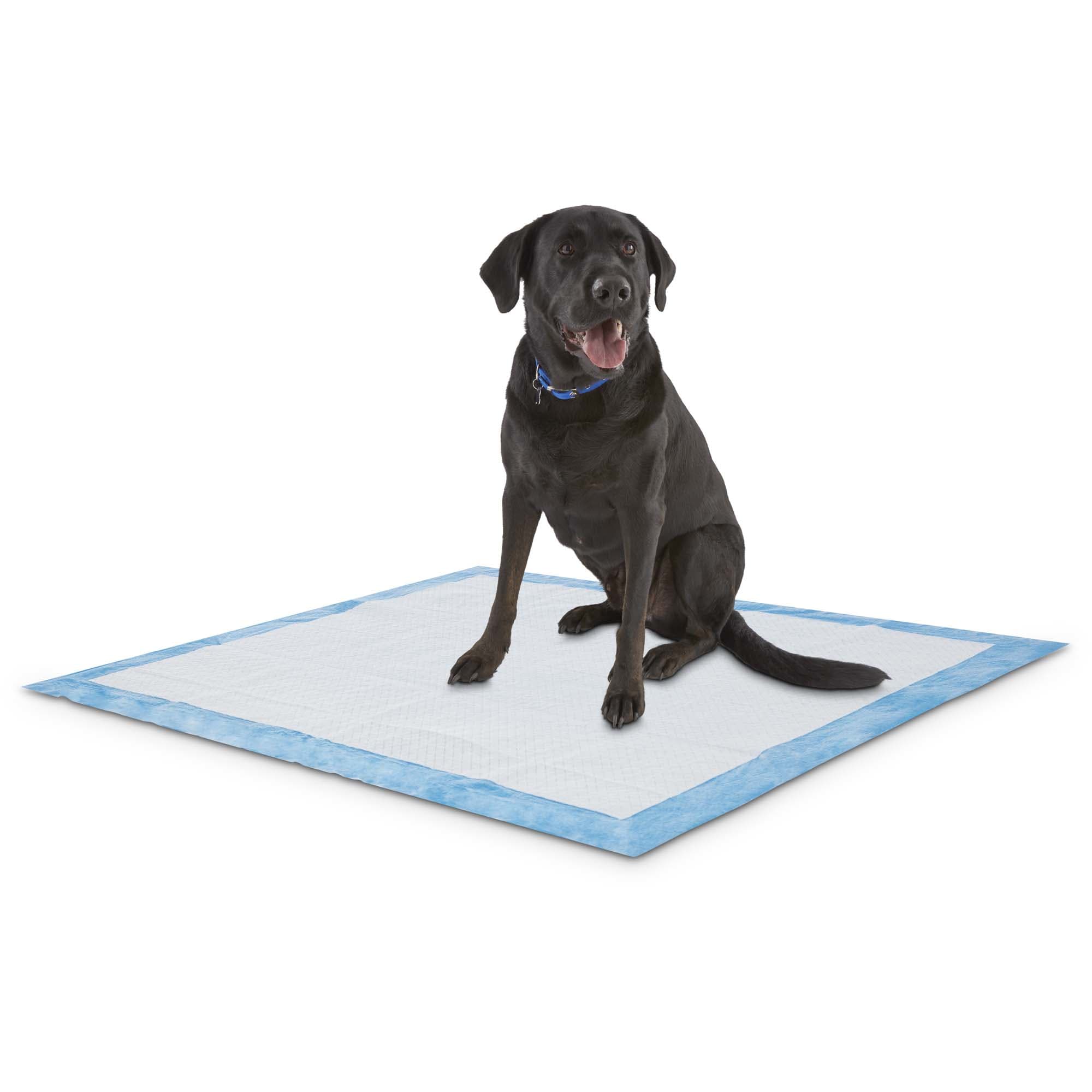 Animaze X Large Absorbent Dog Potty Pads Count Of 40 Petco
