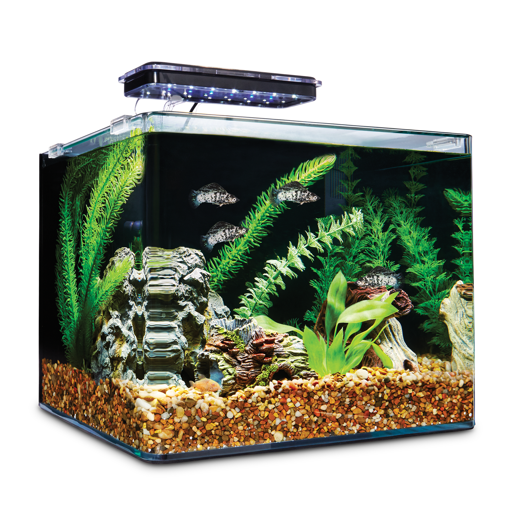 bestrating Frustratie Sui Imagitarium Frameless Freshwater Aquarium Kit, 6.8 GAL | Petco