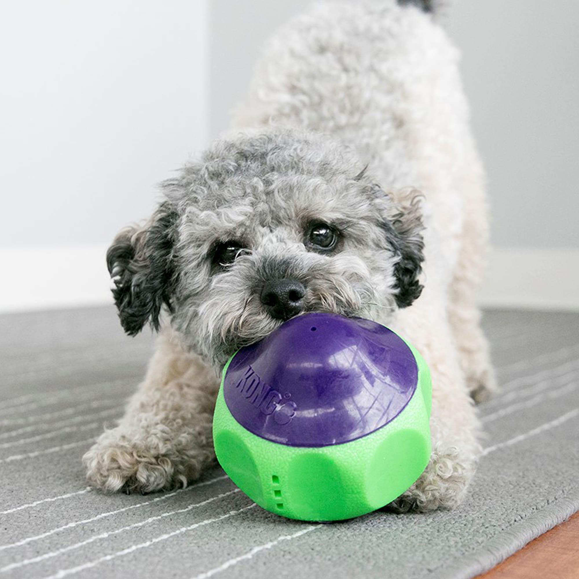 Kong puzzle toy at petco