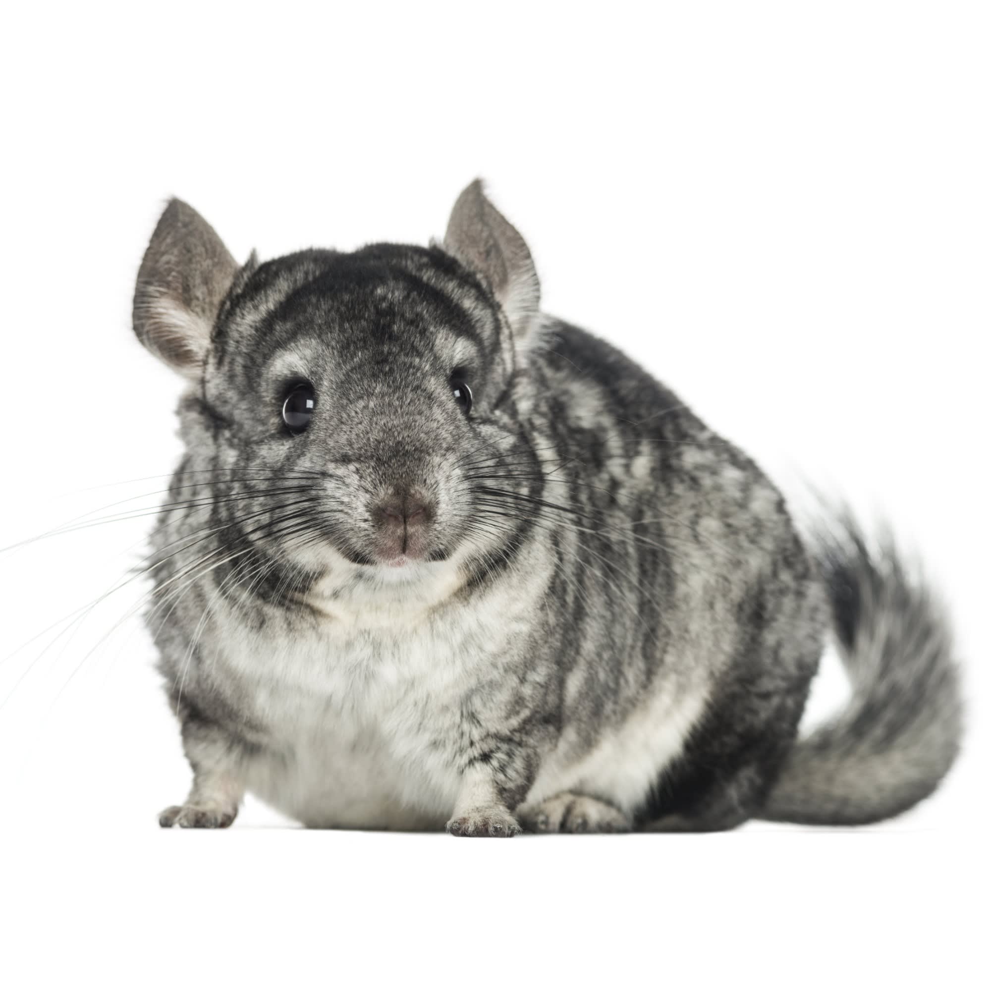 Chin chinchilla hot sale