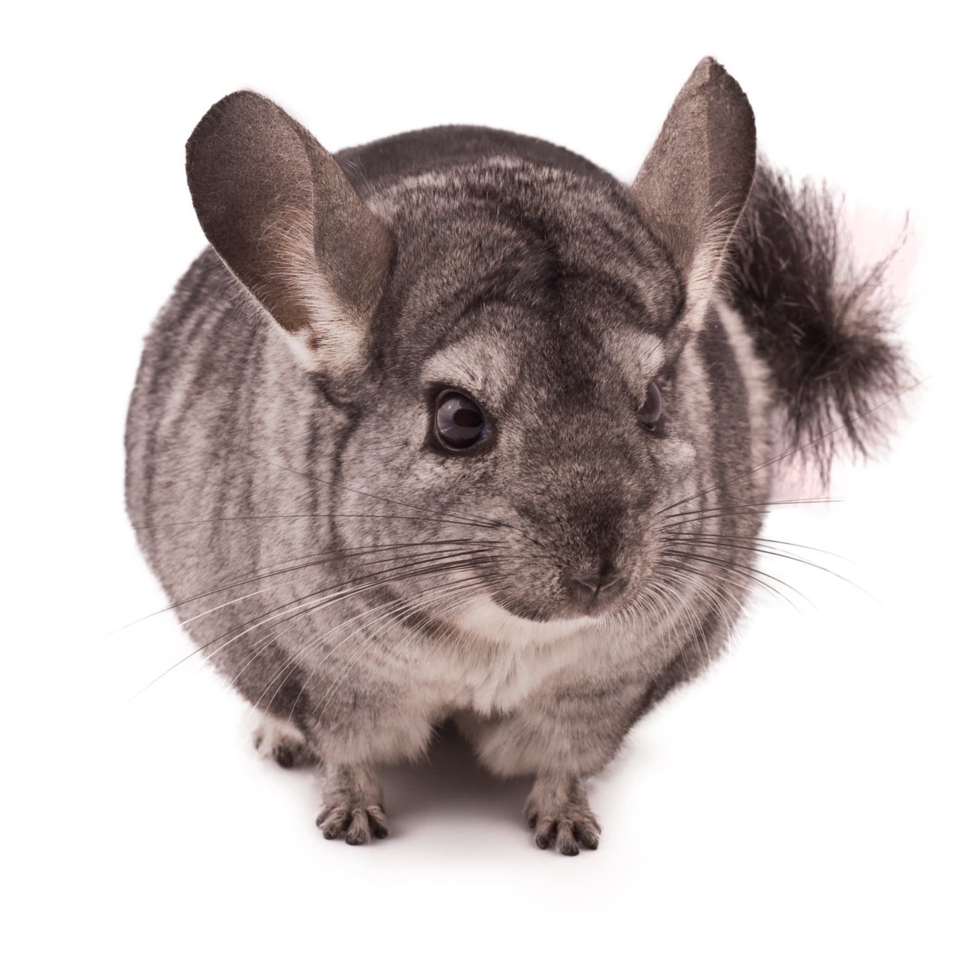 Chinchillas for Sale Chinchilla lanigera Petco