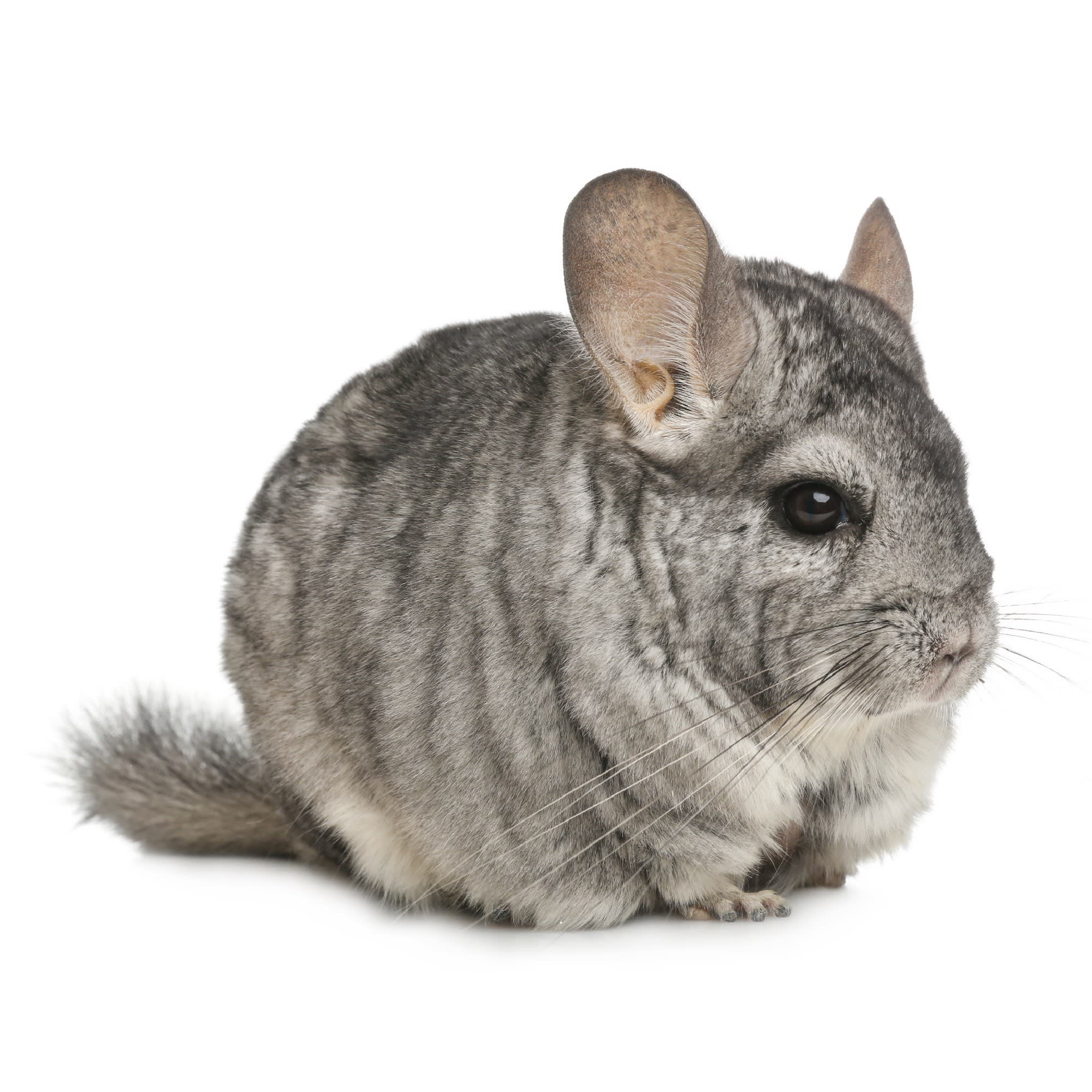 Average cost hot sale of chinchilla