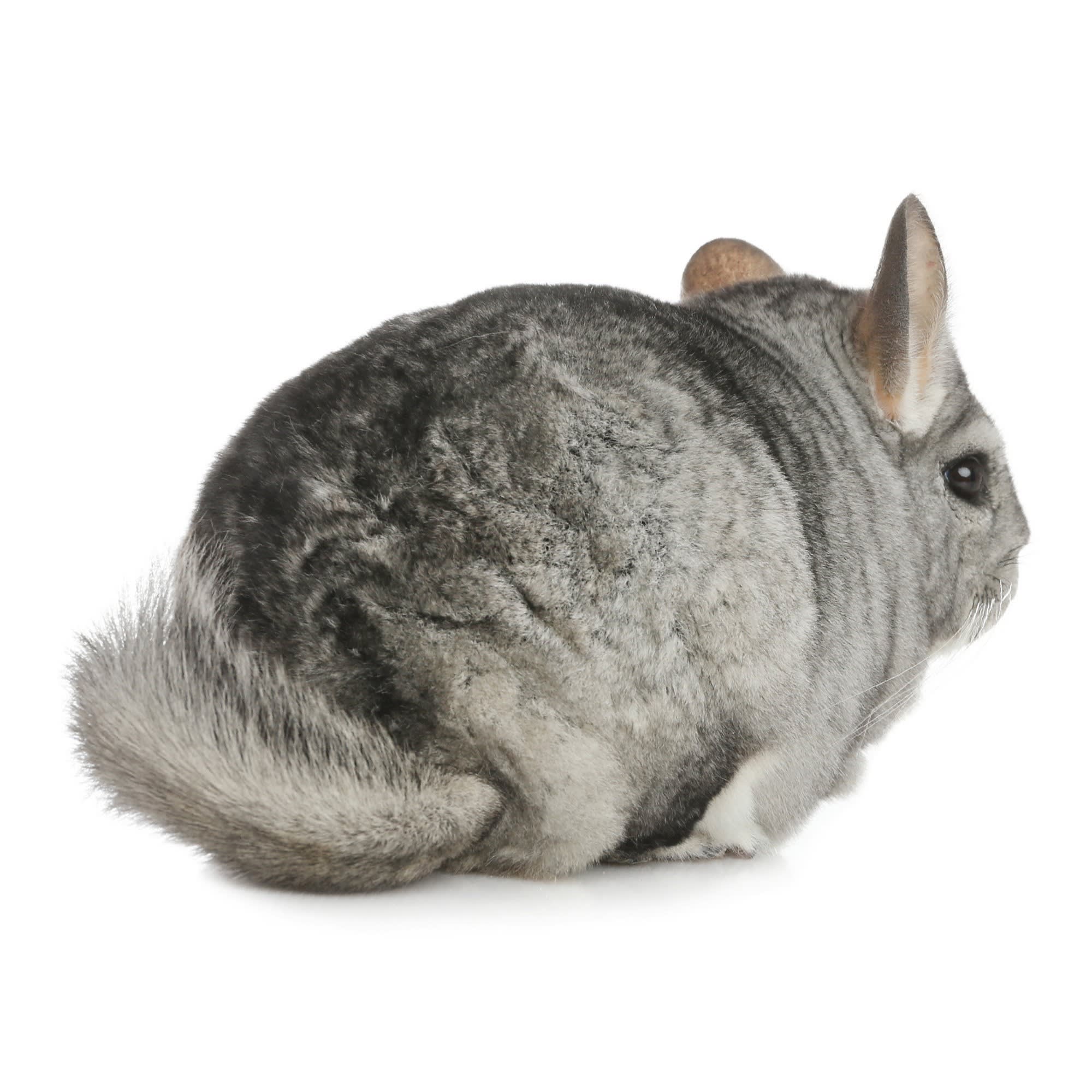 Pet stores with chinchillas near me best sale