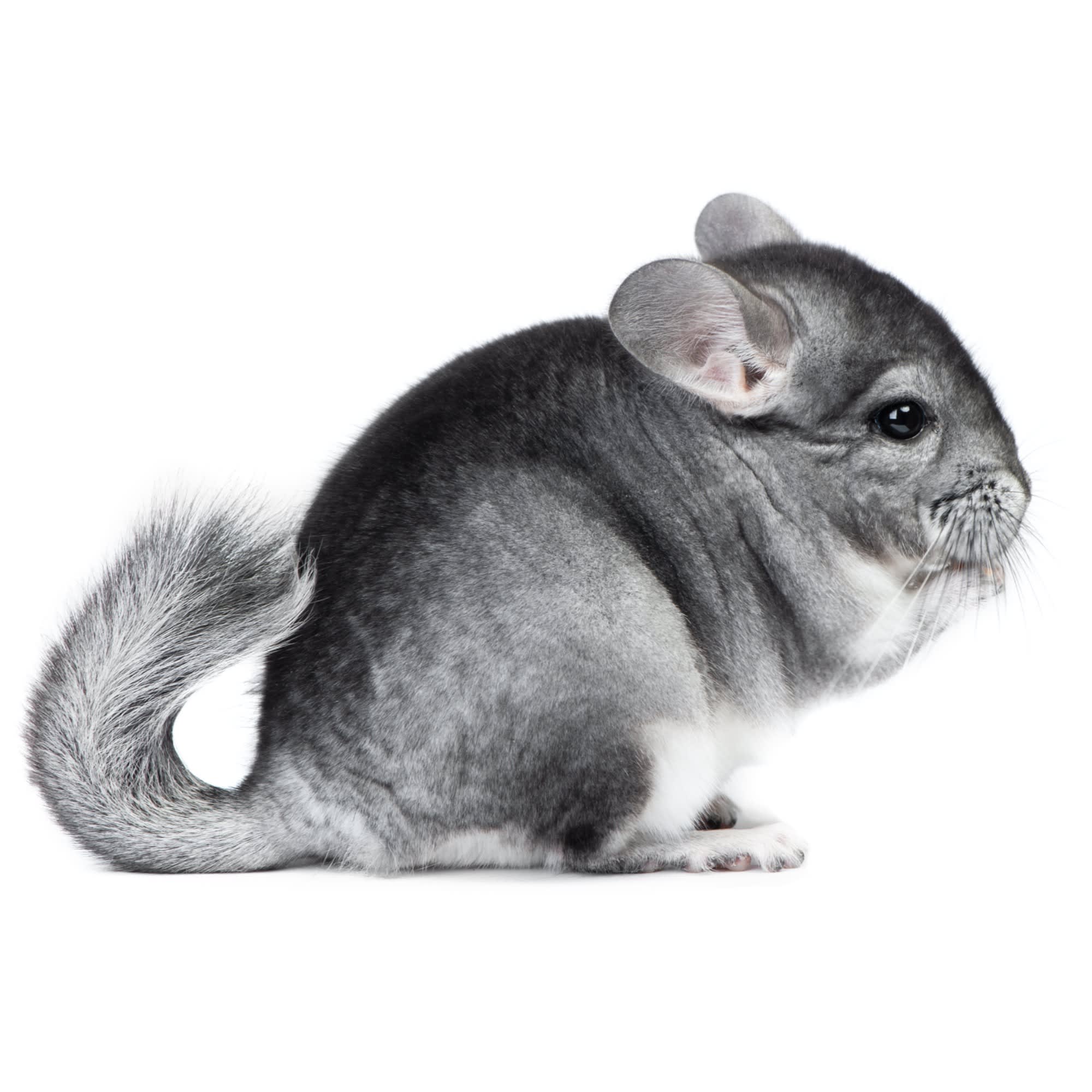 Most sales expensive chinchilla