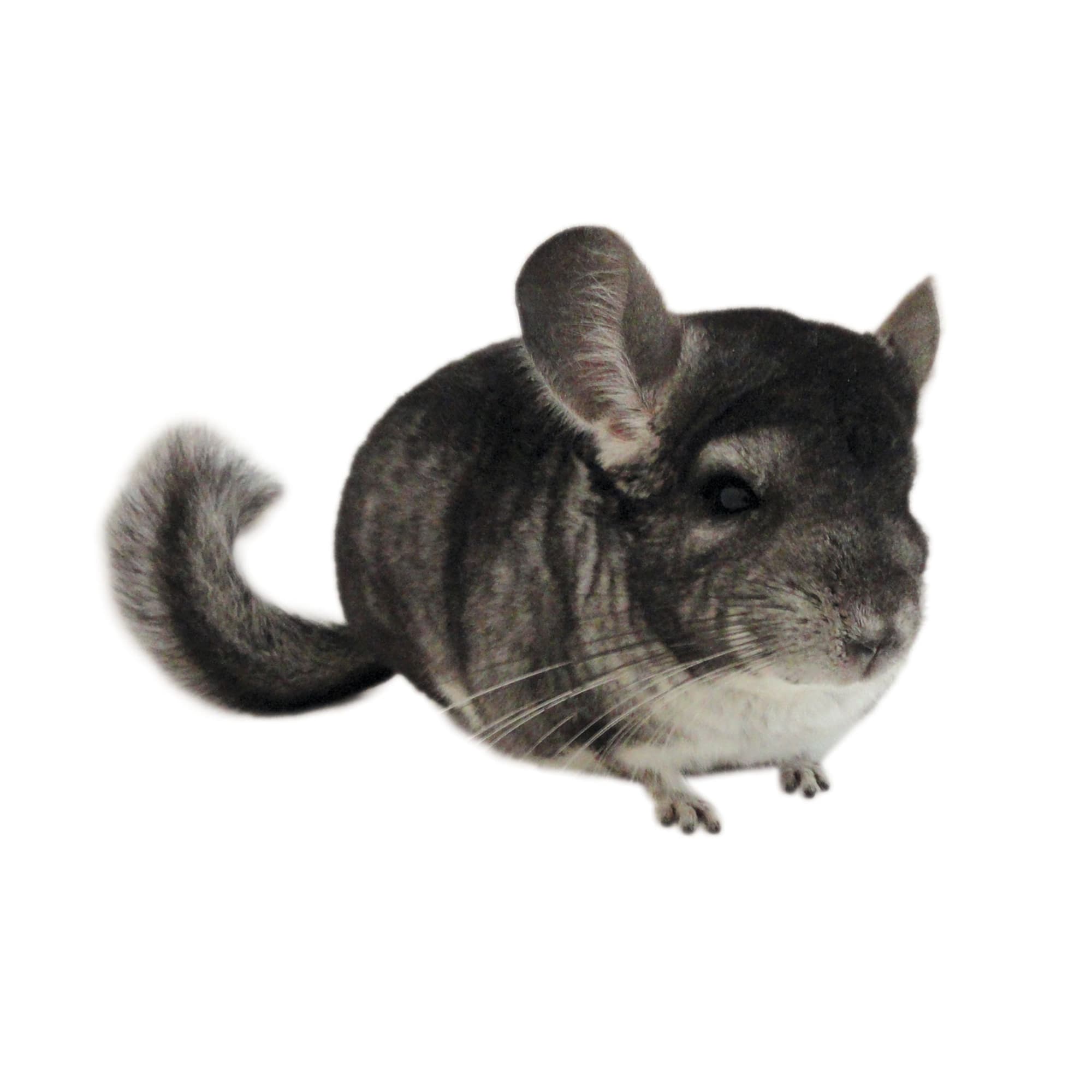 chinchilla petsmart