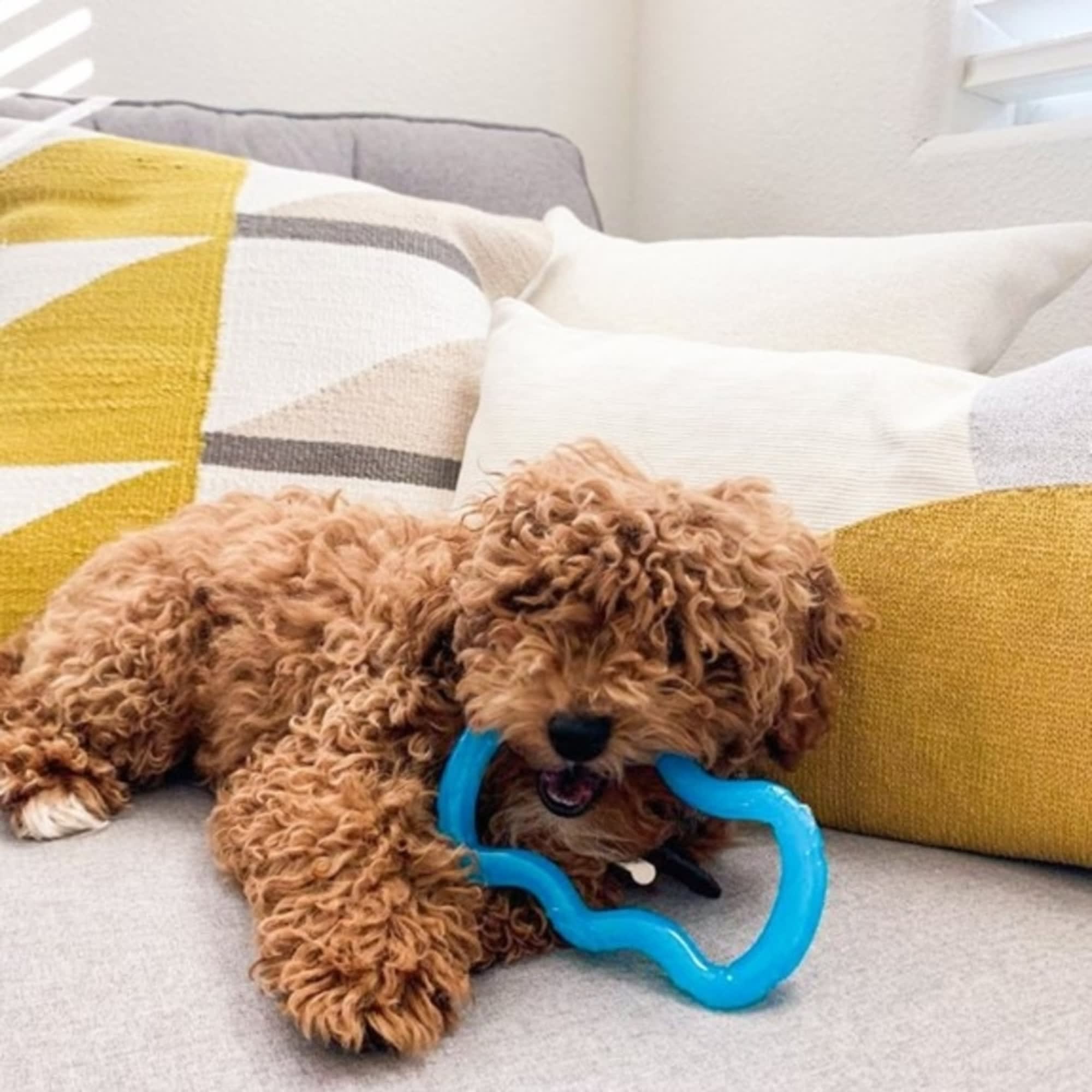 Petco puppy best sale teething toys