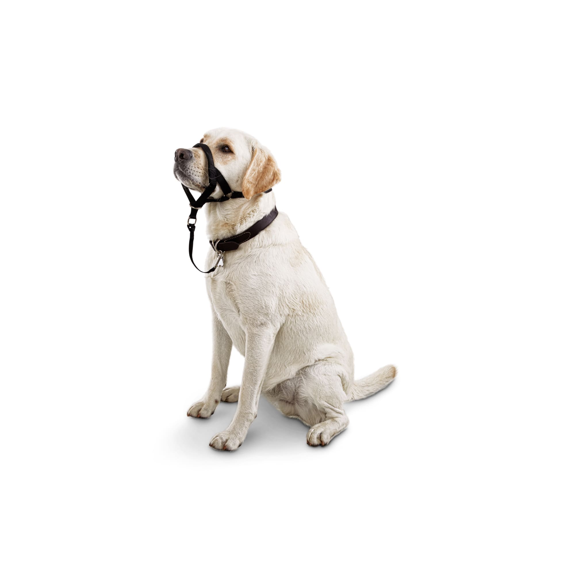 Head halter 2025 dog harness