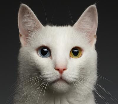 Turkish Cat Breeds: Discover Unique Feline Beauties