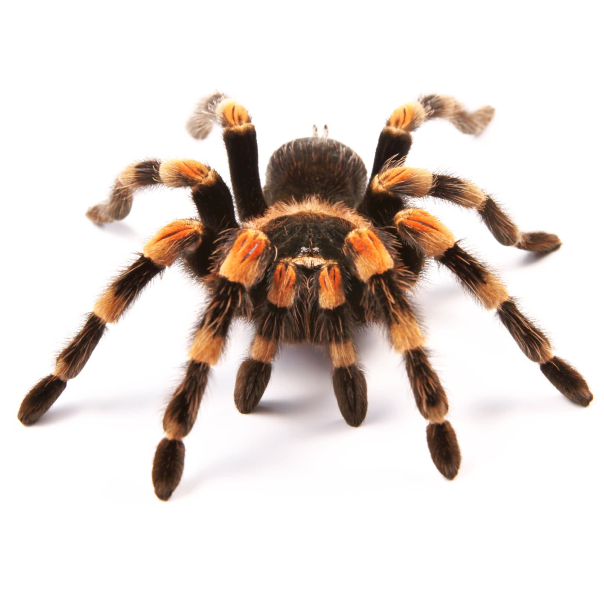 Mexican Redknee Tarantulas for Sale | Brachypelma smithi | Petco