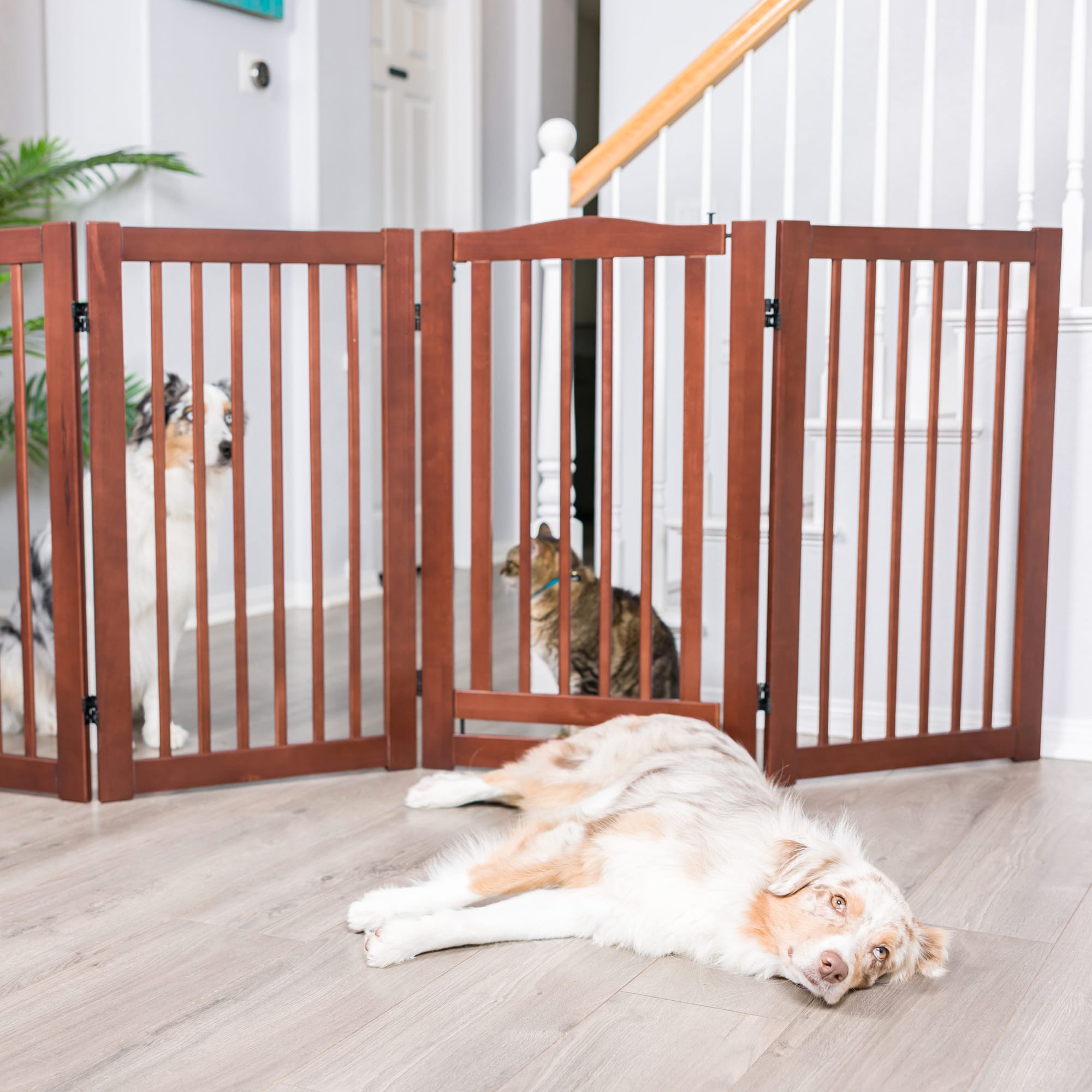 Petco dog best sale gates indoor