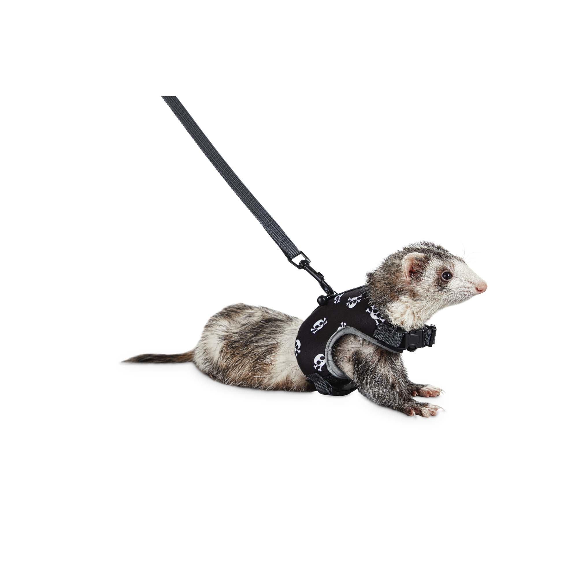 ferret leash