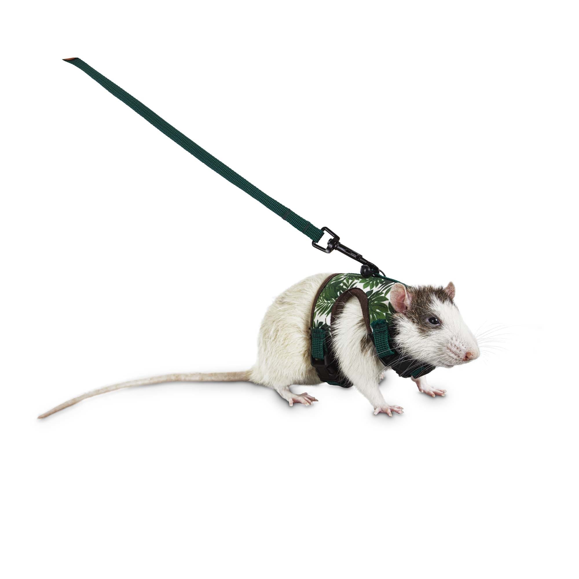 Pet rat 2025 harness leash