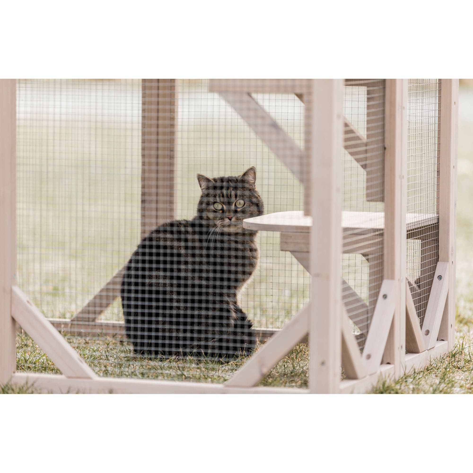 Petco cat enclosures hotsell