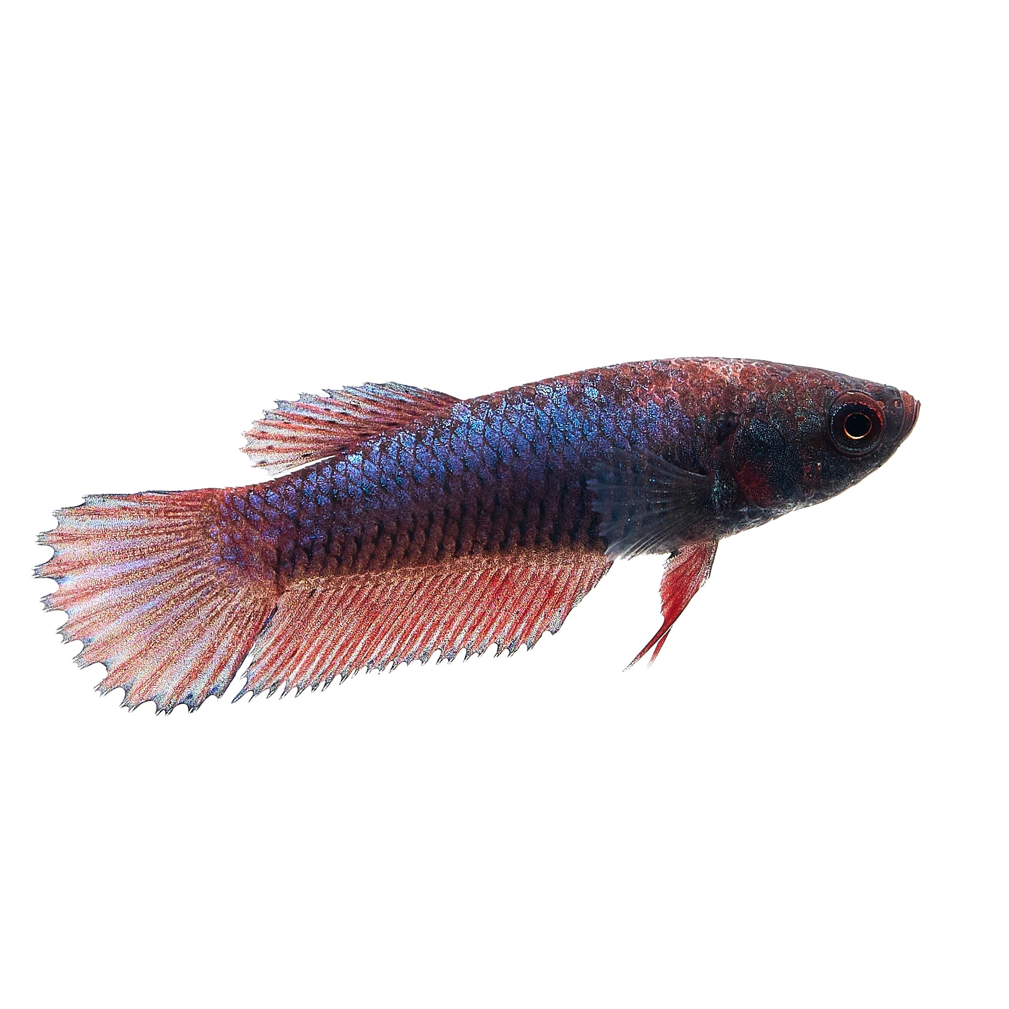 Baby betta 2025 fish care