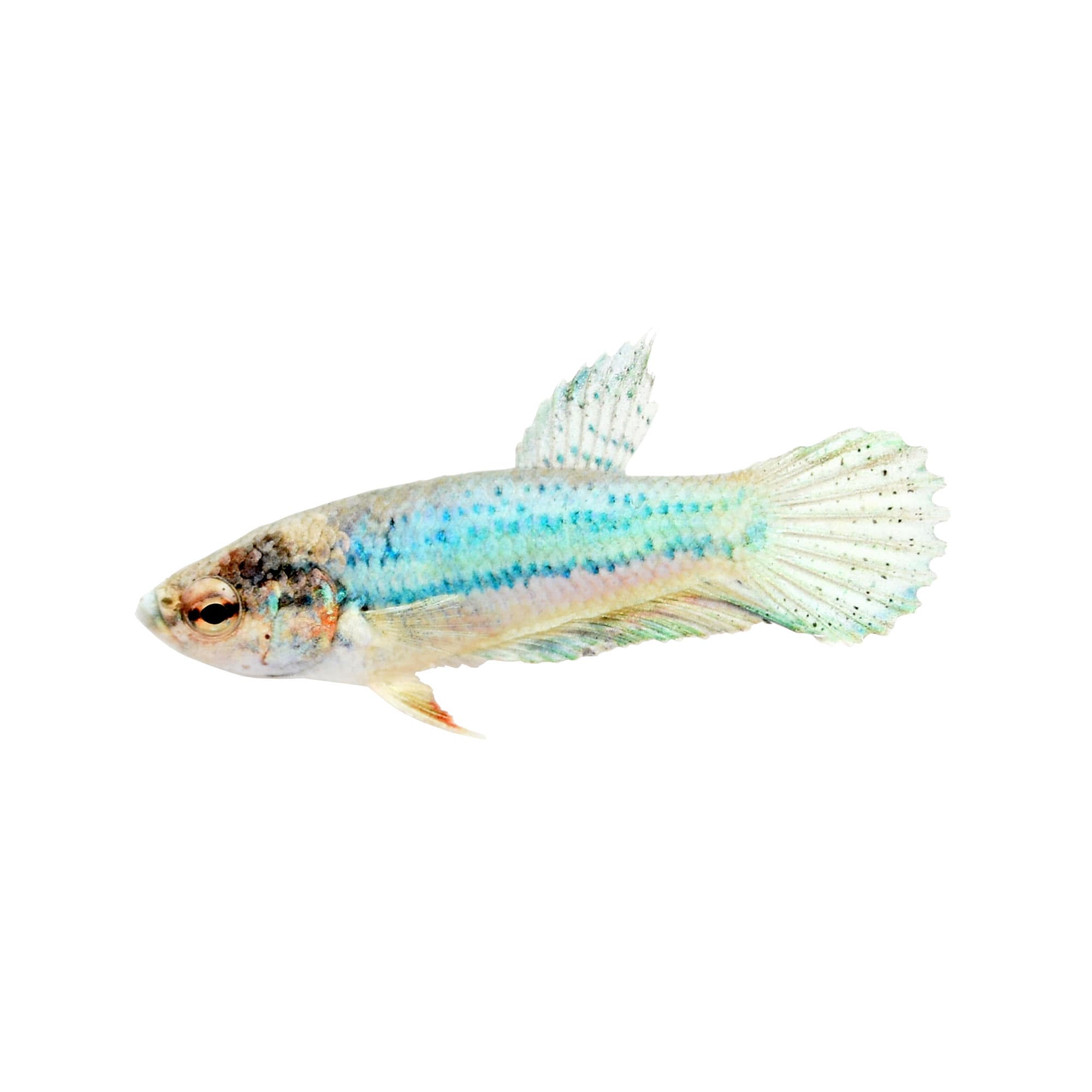 types of betta fish petco