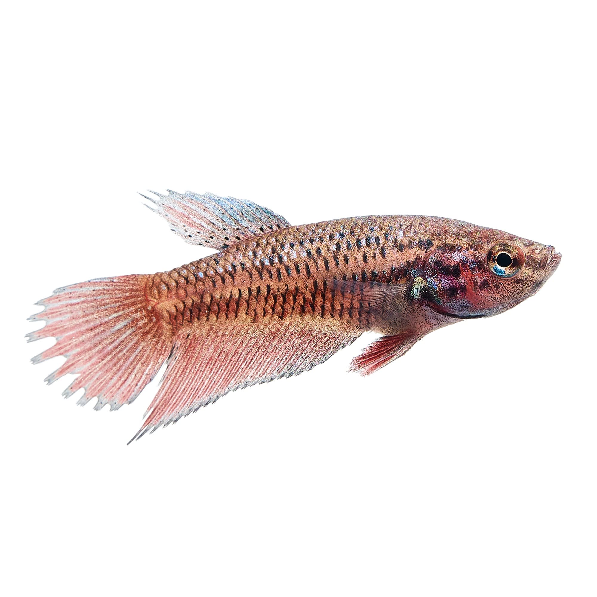 Girl cheap betta fish