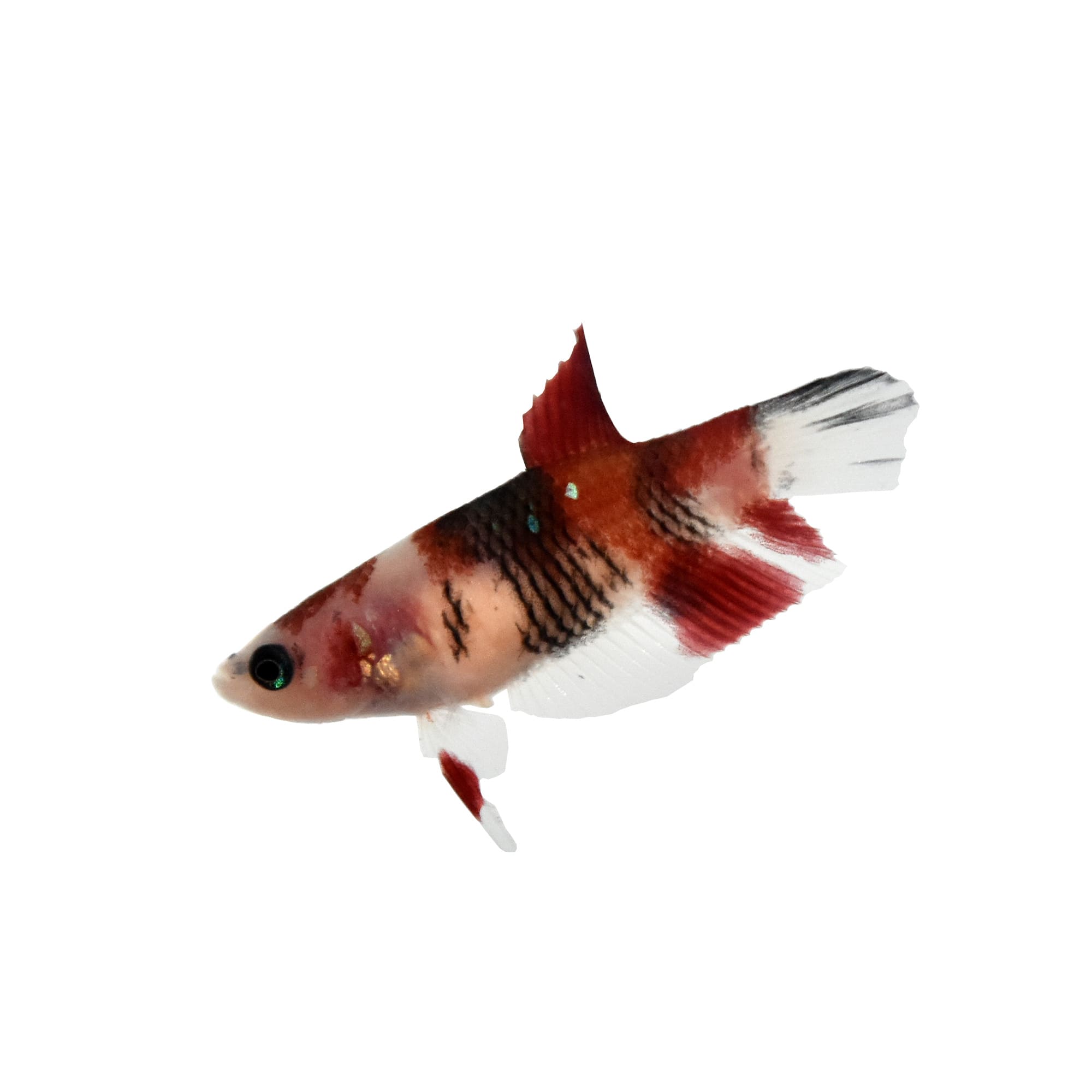 Female Koi Betta Fish Online Shopping