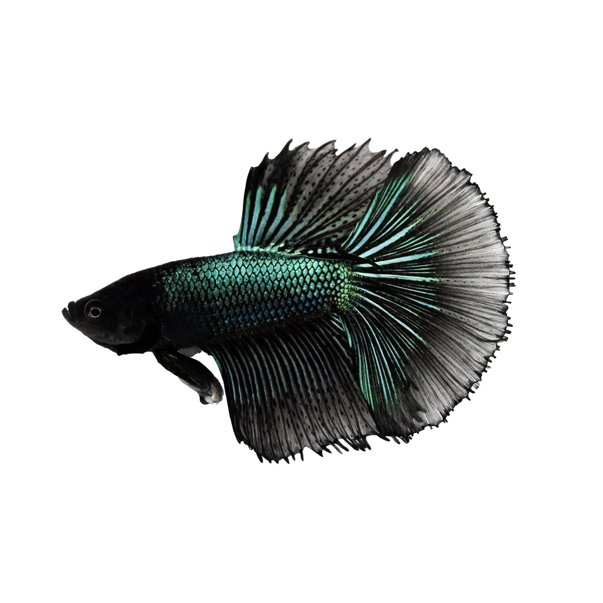 Female black orchid sales betta