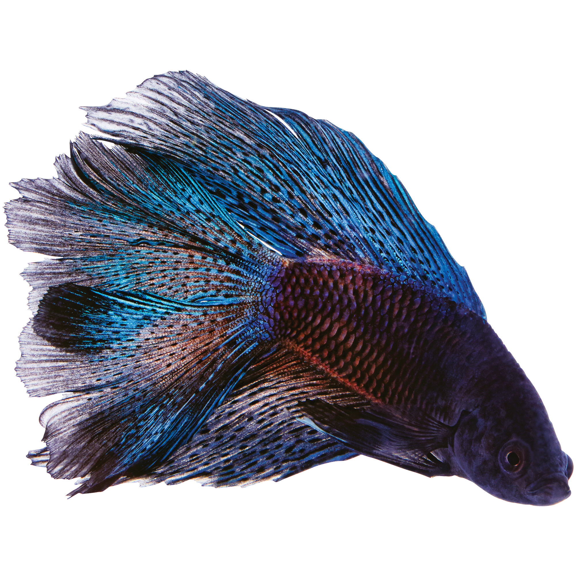 betta fish for sale near me