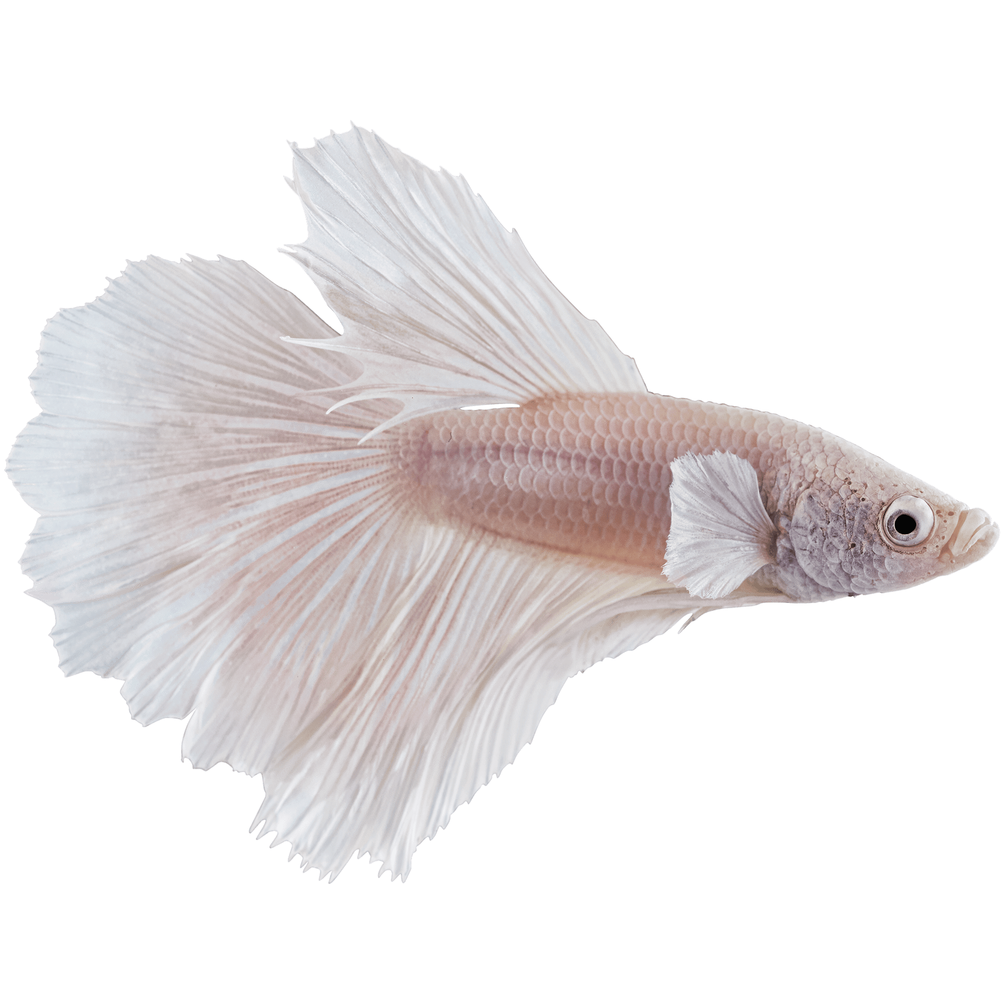 Petco live best sale betta fish