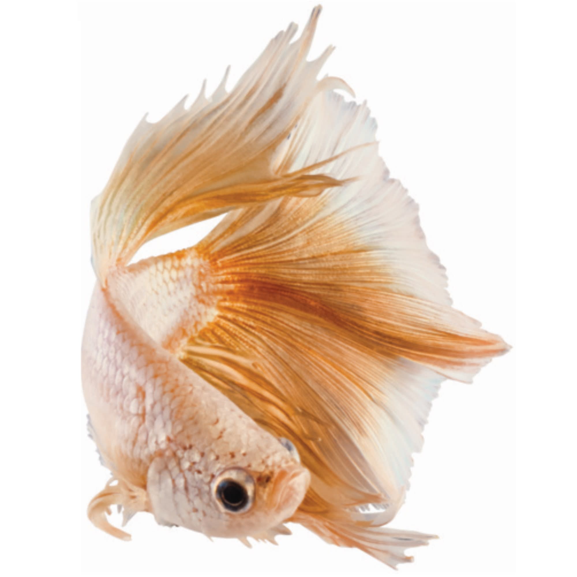 Gold betta fish best sale