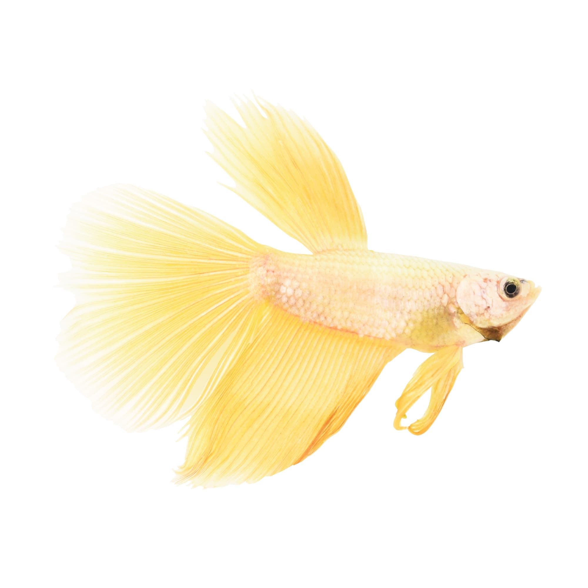 Male Rose Gold Bettas for Sale: Order 