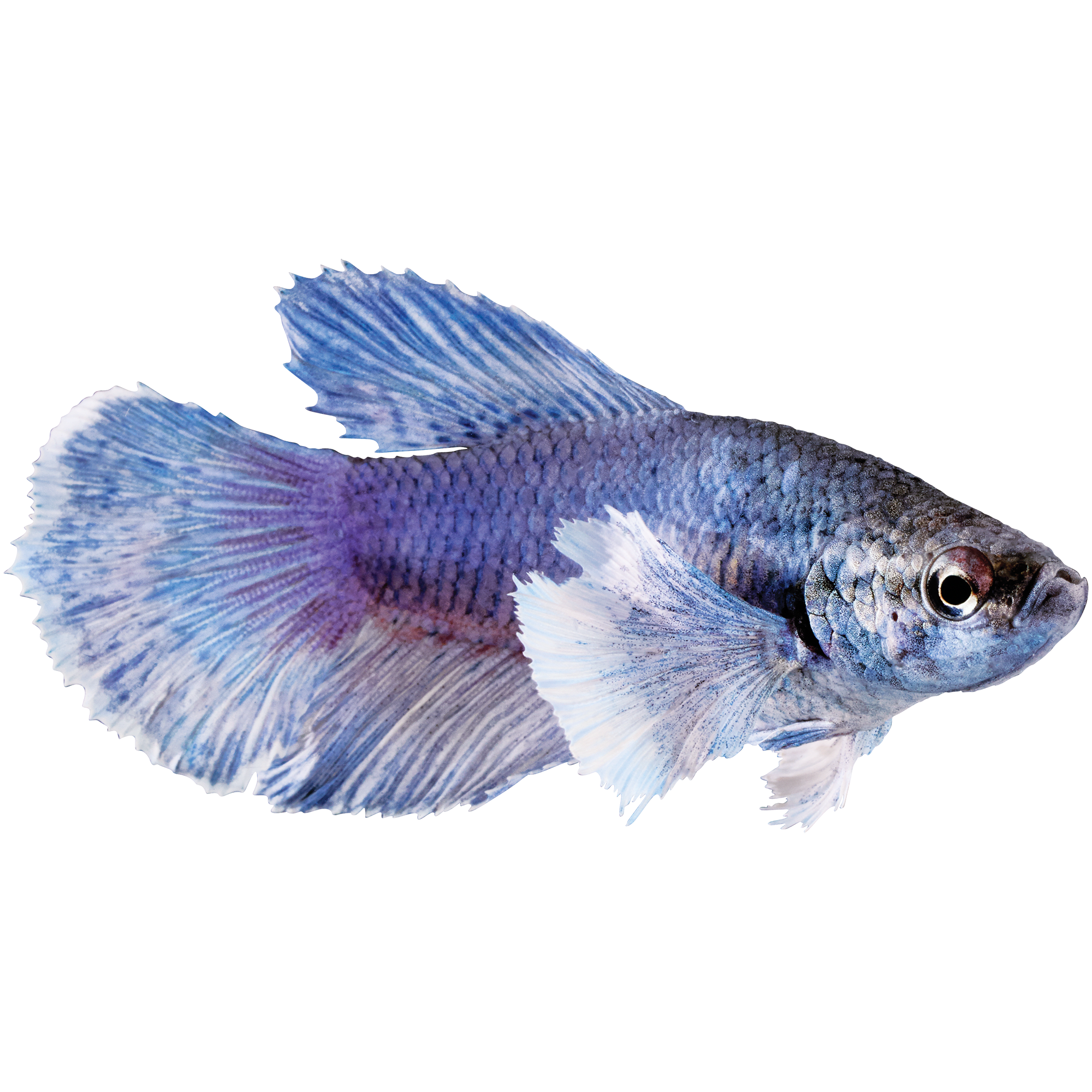 Dumbo ear sales betta female