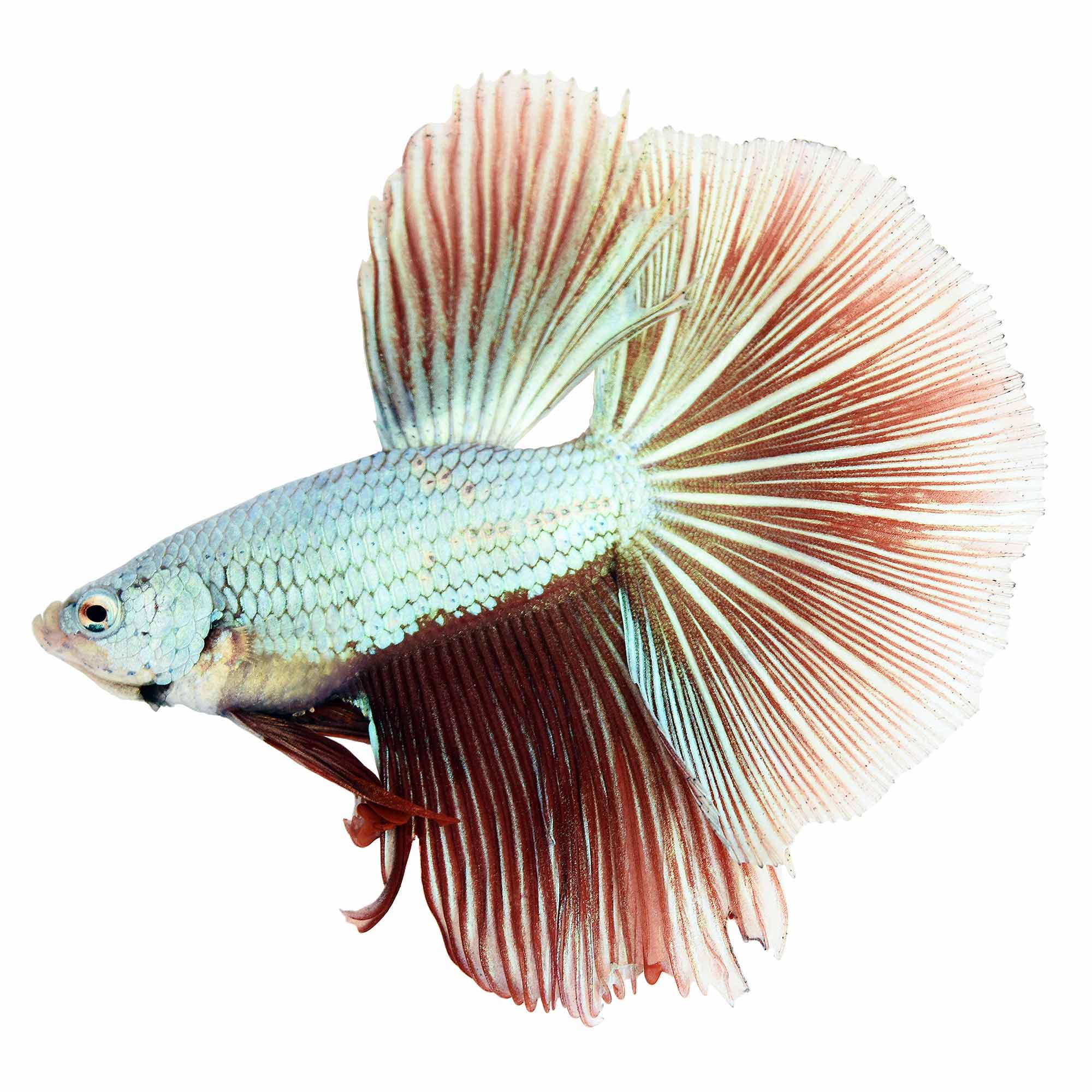 white dragon king crown betta fish for sale