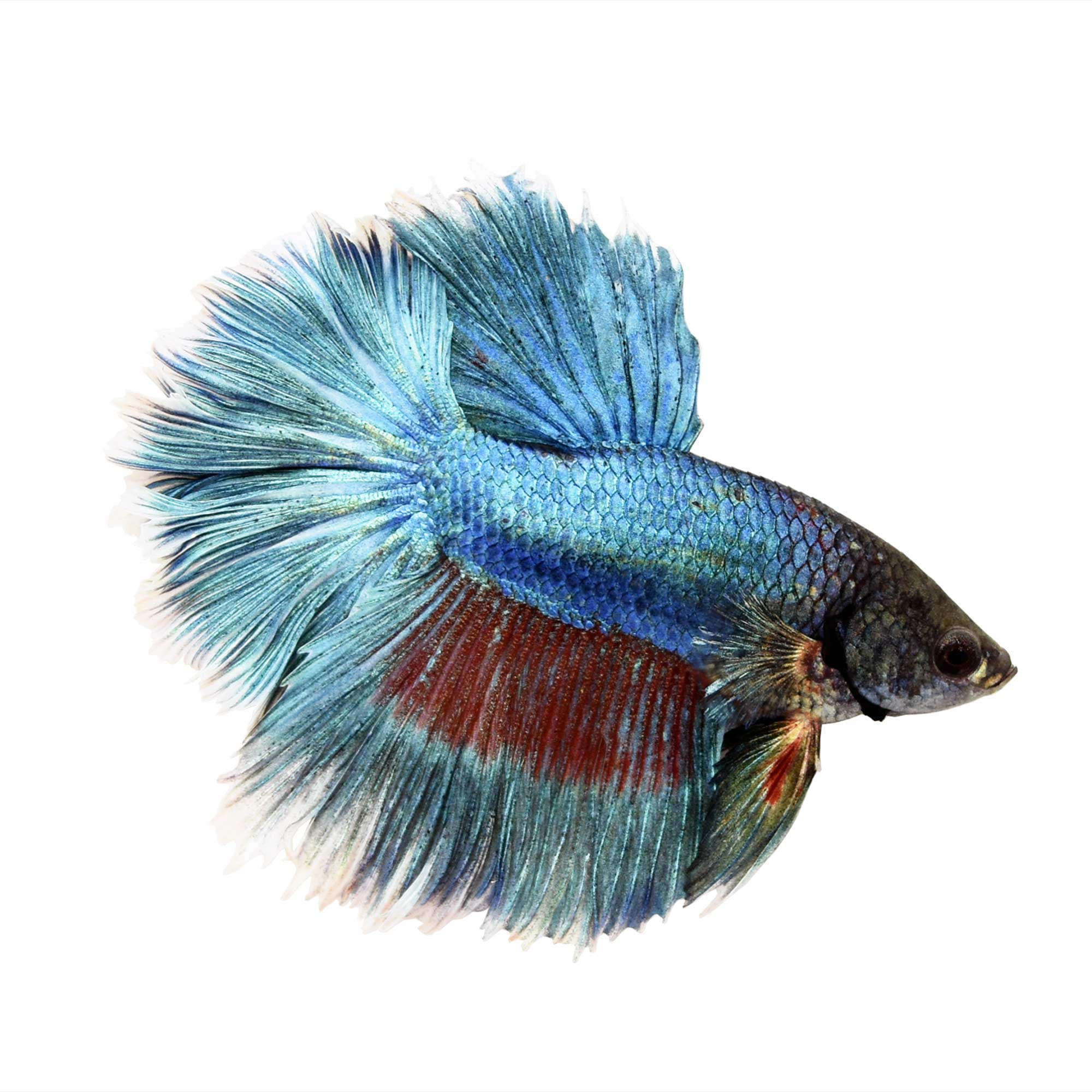 rosetail betta for sale