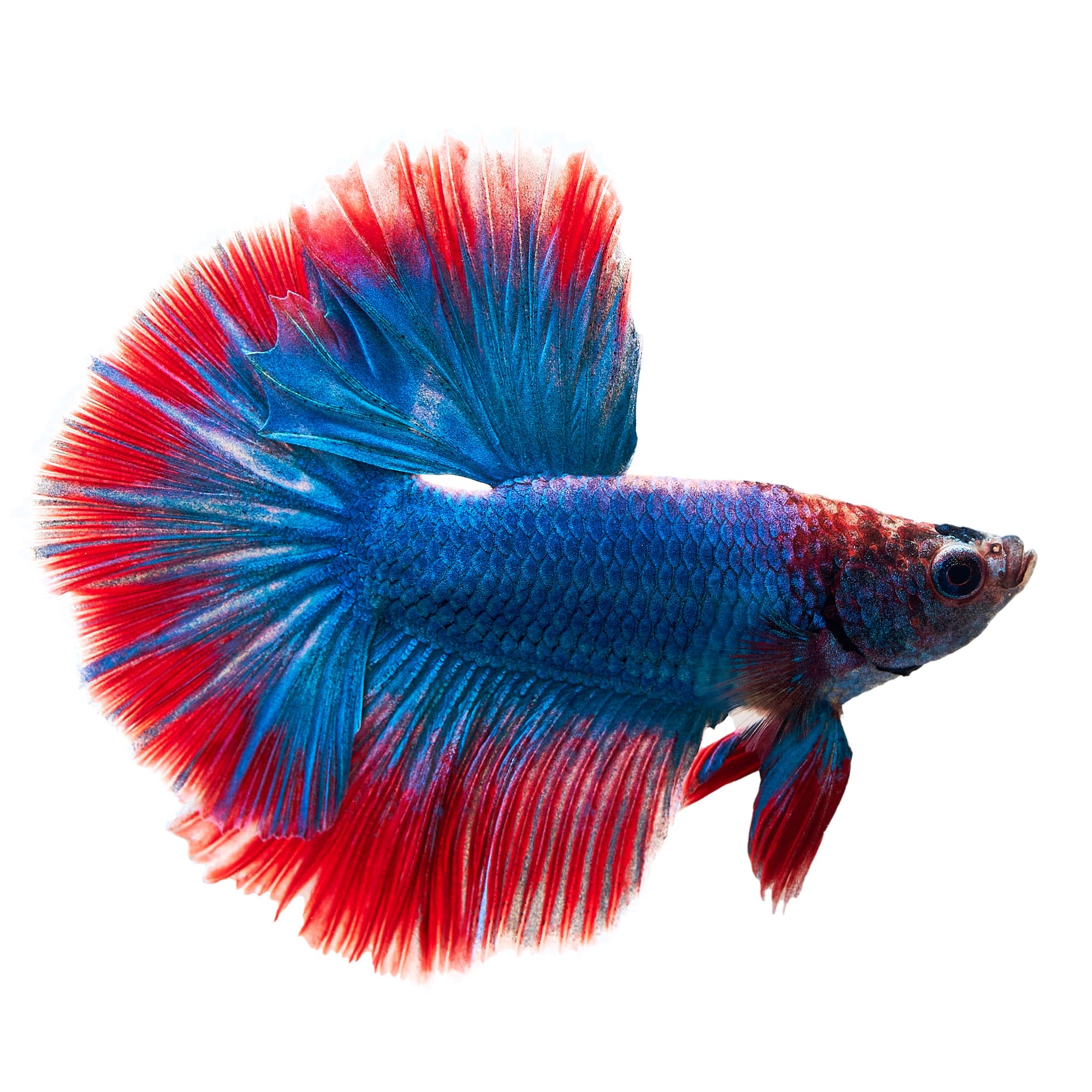 Best pet shop fish to buy