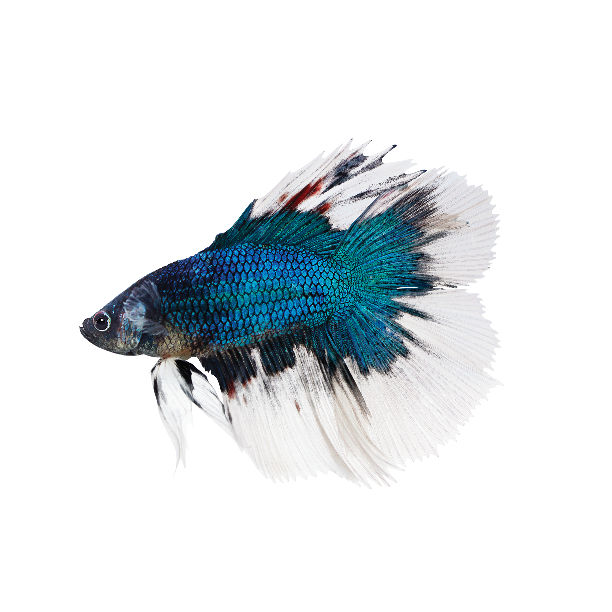 Male Butterfly Bettas For Sale Order Online Petco