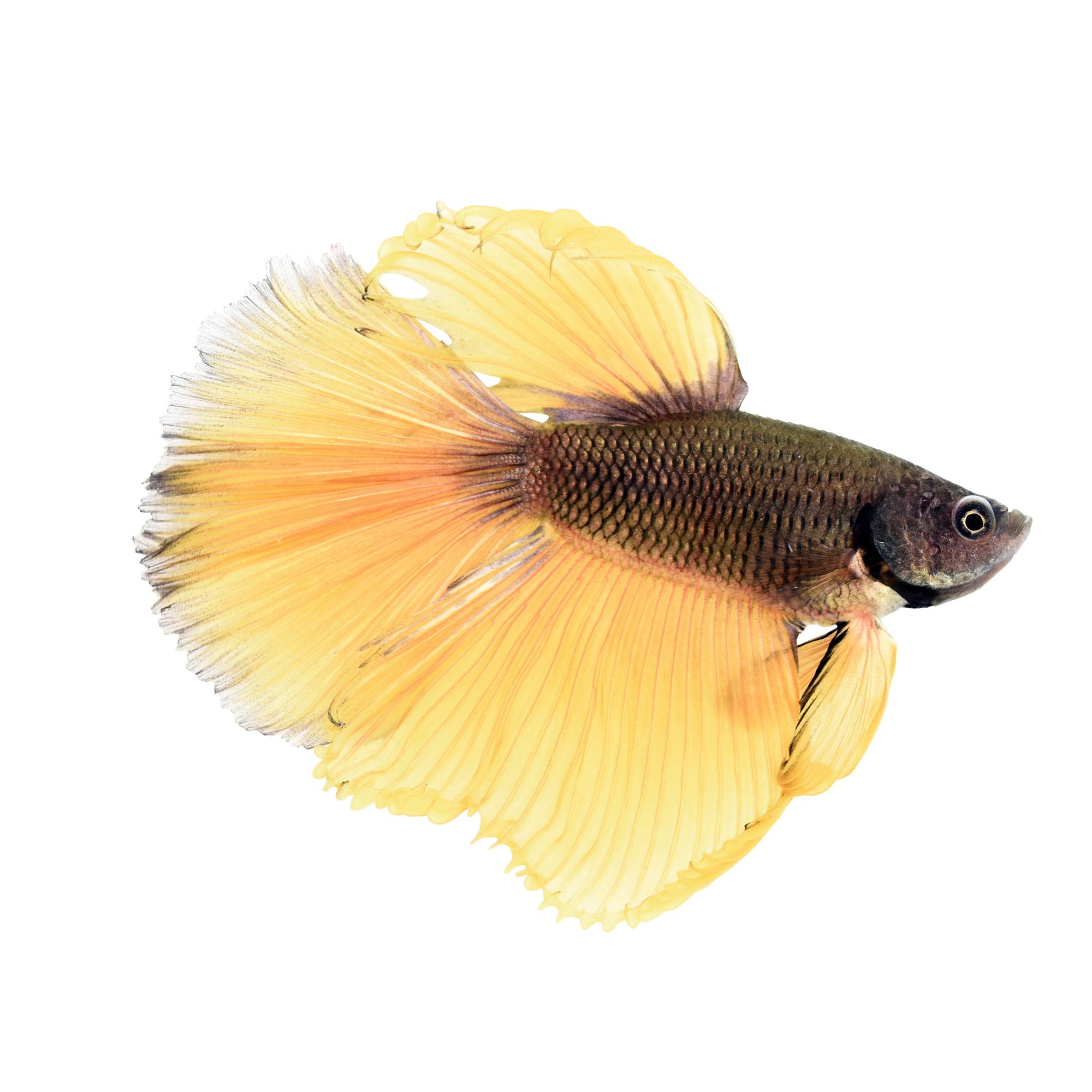 Male Bumblebee Bettas For Sale Order Online Petco