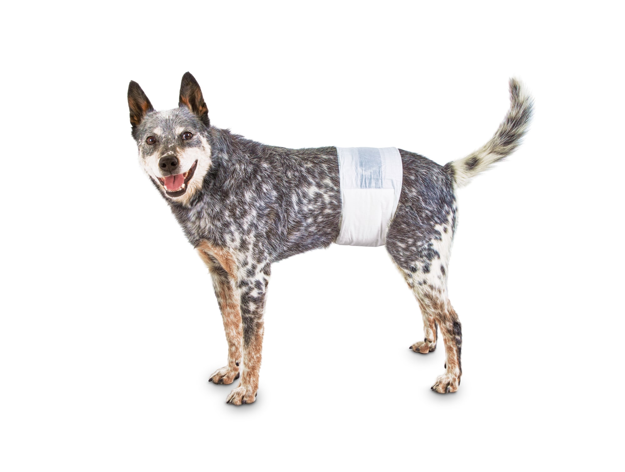 so phresh disposable dog diapers