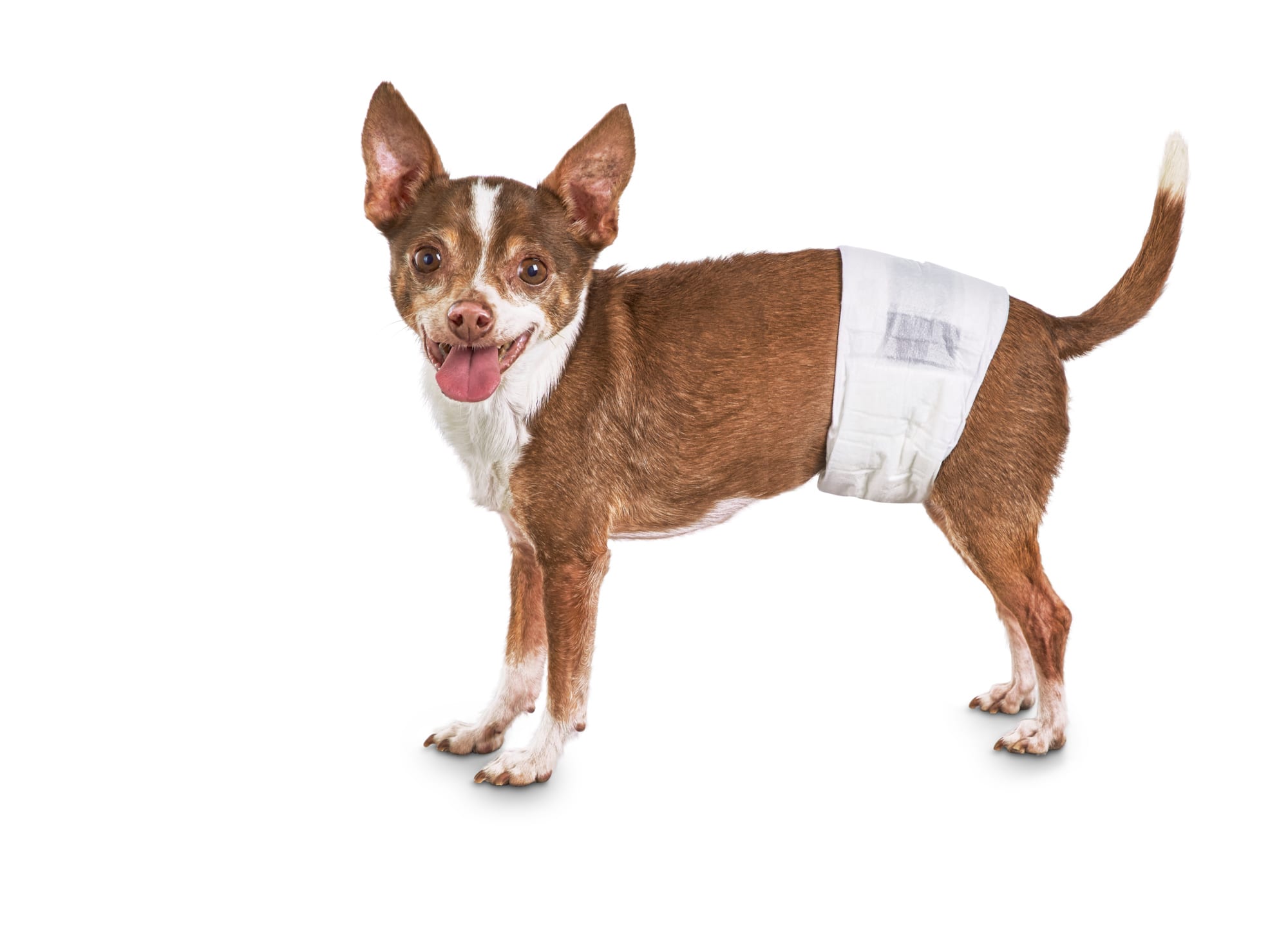so phresh disposable male dog wrap